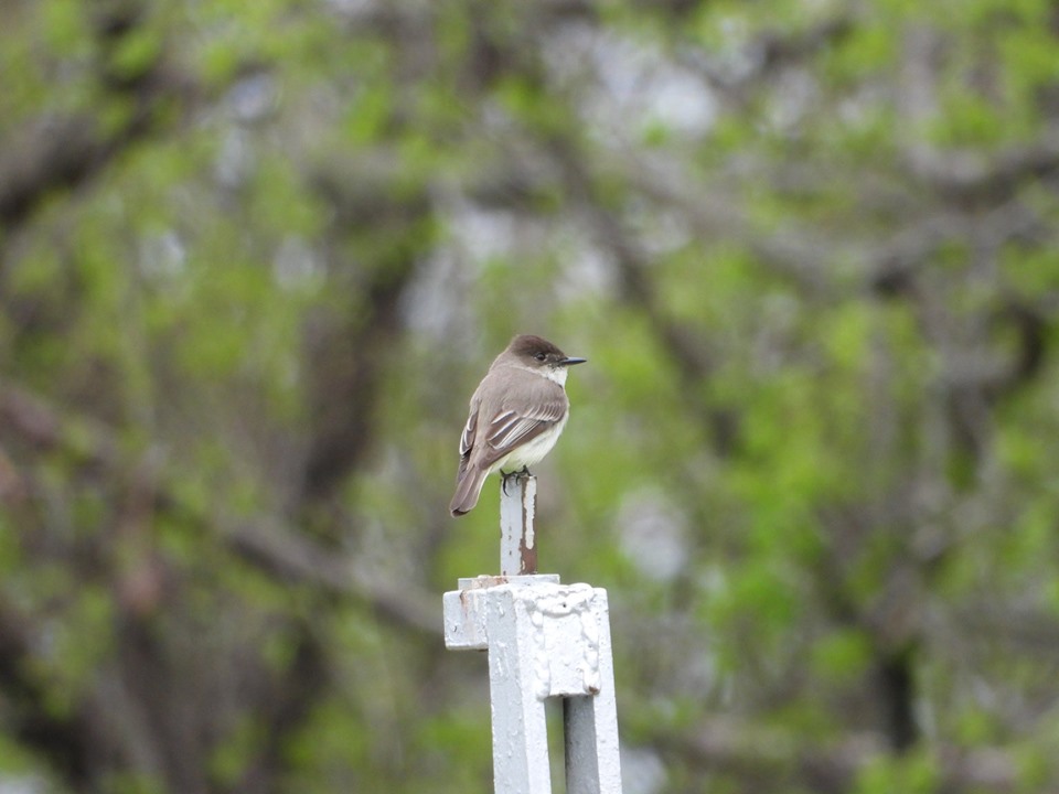 Eastern Phoebe