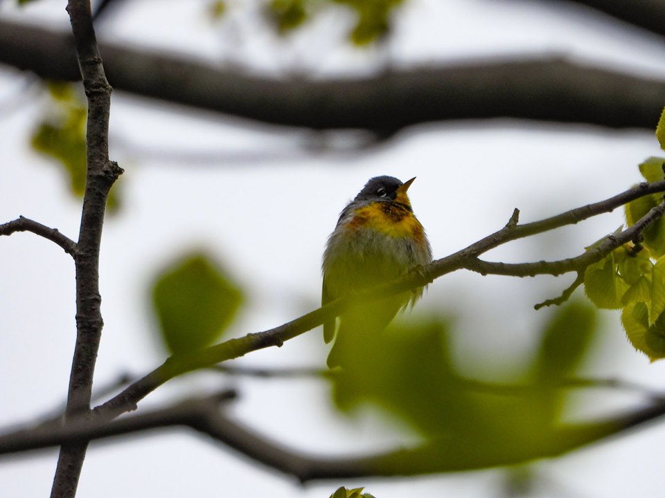 Northern Parula