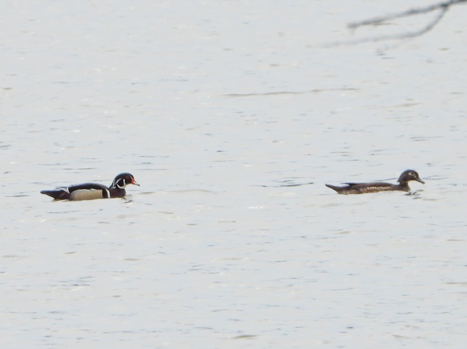 Wood Ducks