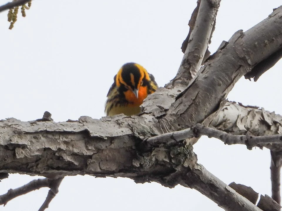 Blackburnian Warbler