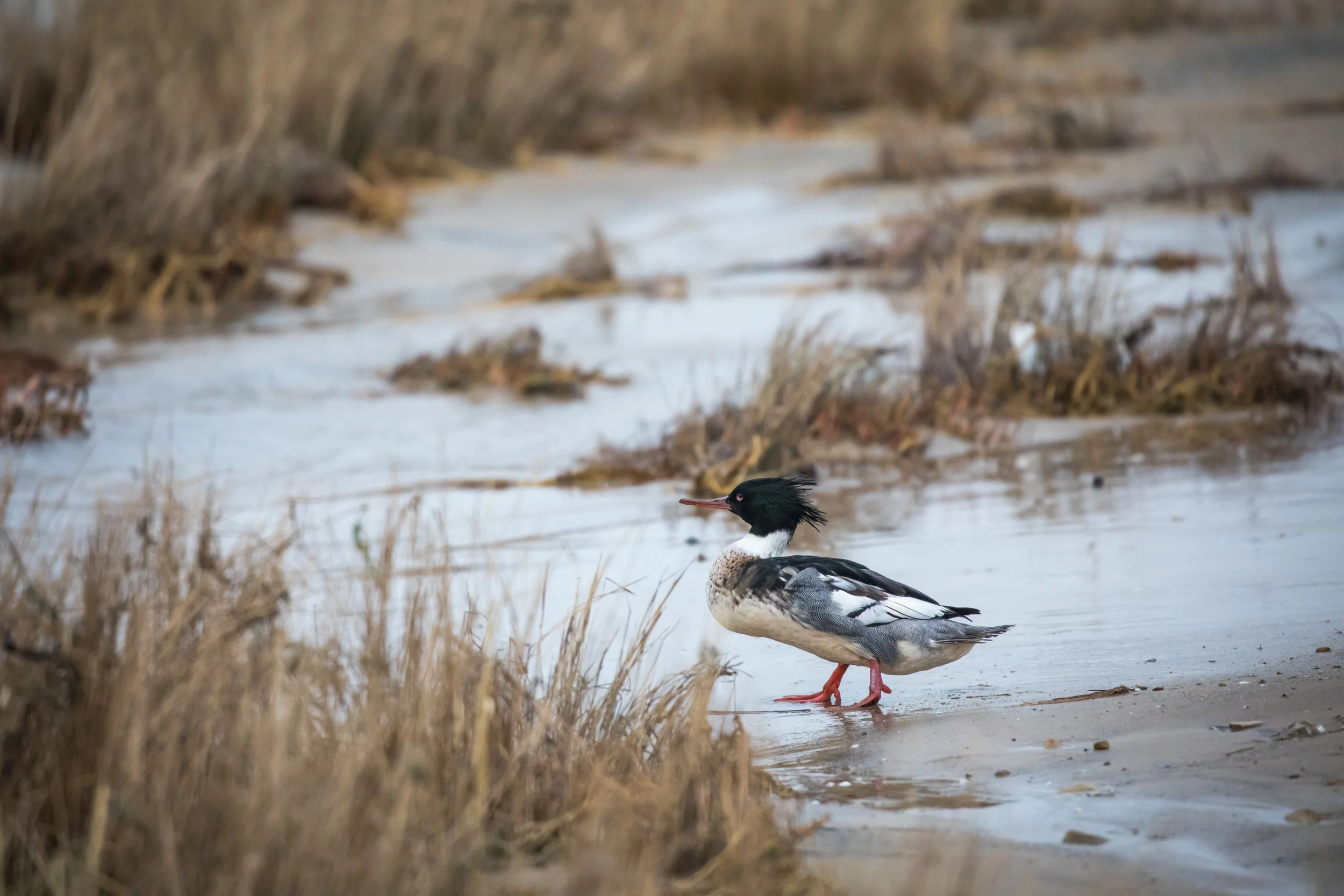 20190101_COS Montrose Point_271.jpg