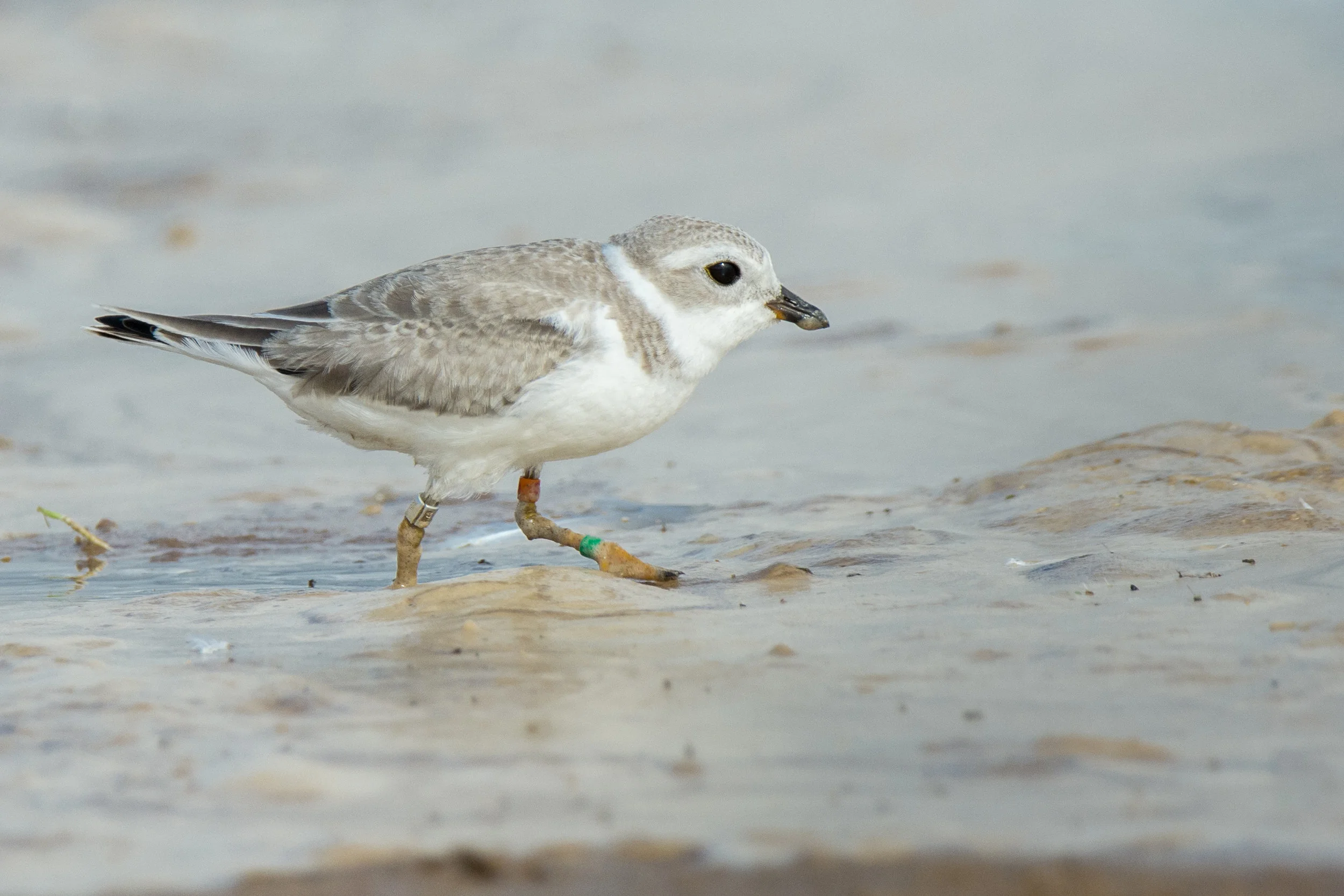 Dan's Feathersday Feature: Piping Plover - original post November 22, 2018