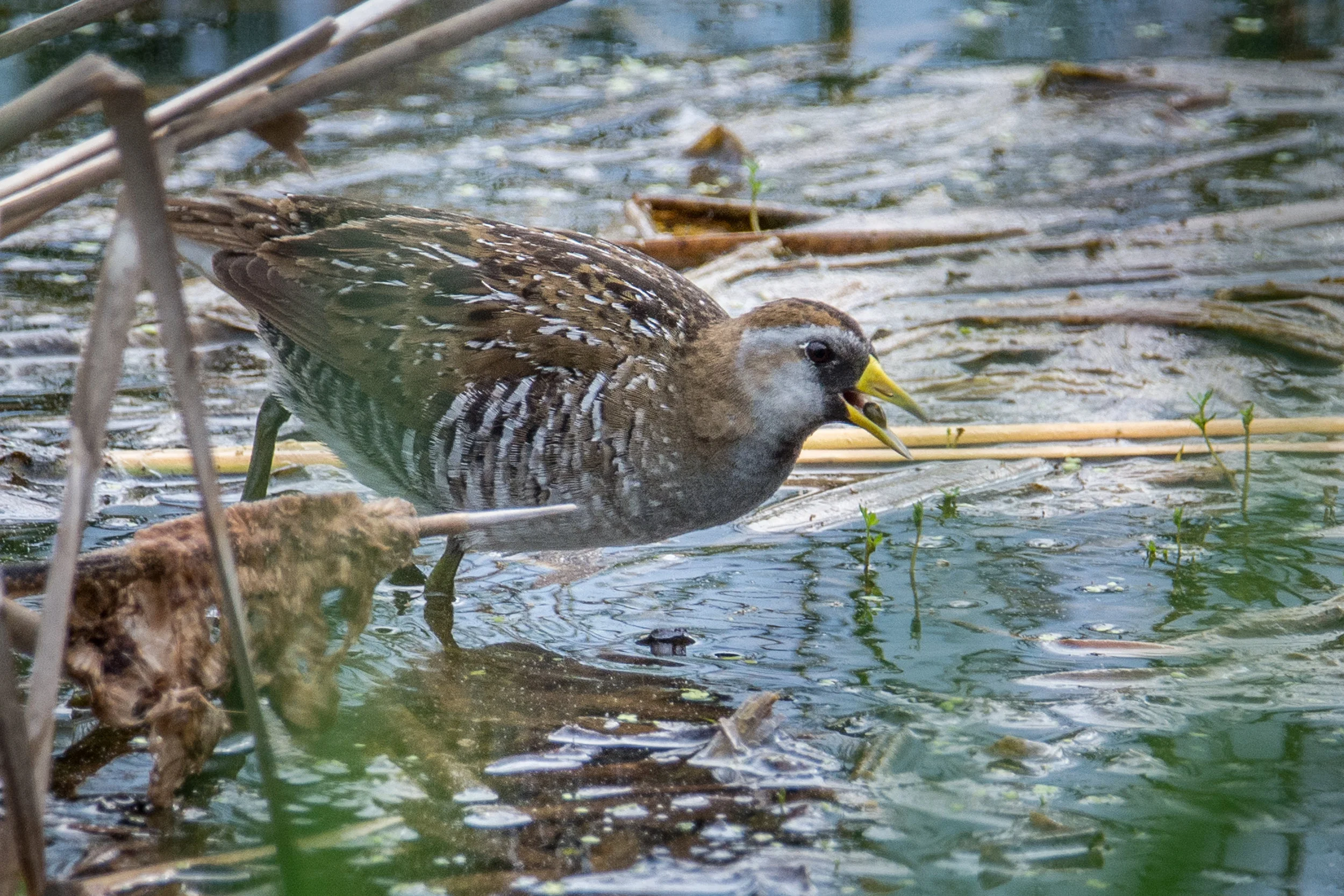 DSC_5694.jpg
