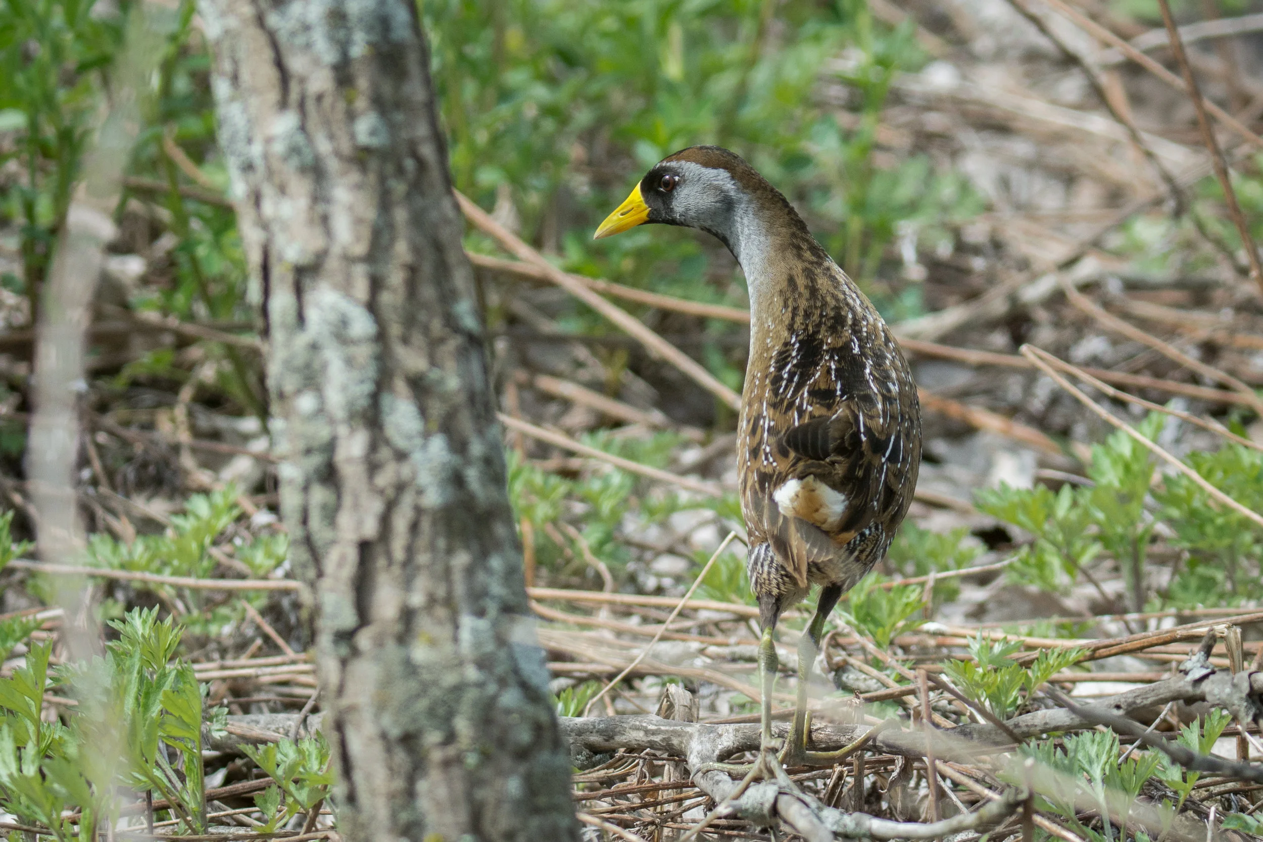 DSC_6752.jpg