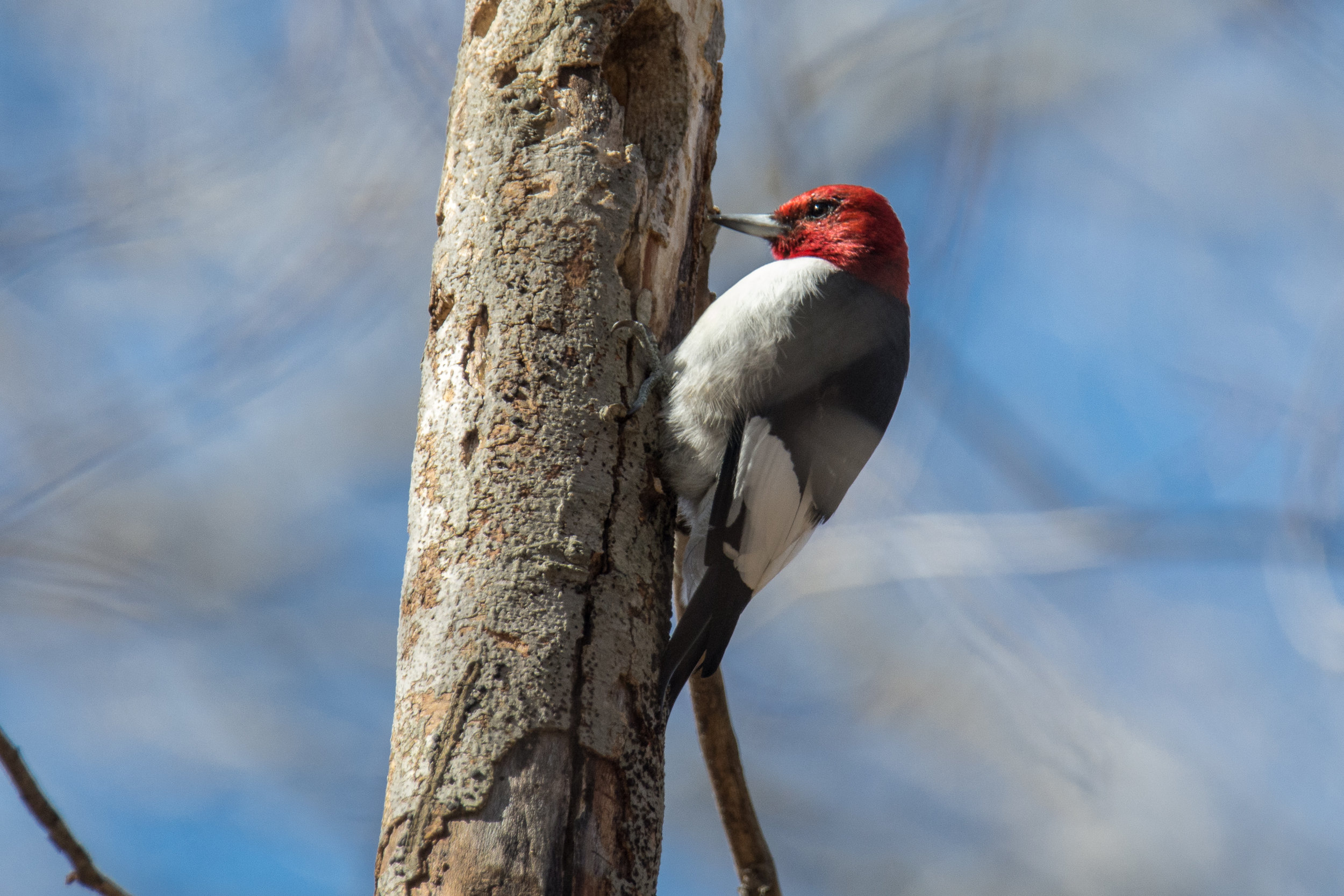 Dan S Feathursday Feature Red Headed Woodpecker Chicago