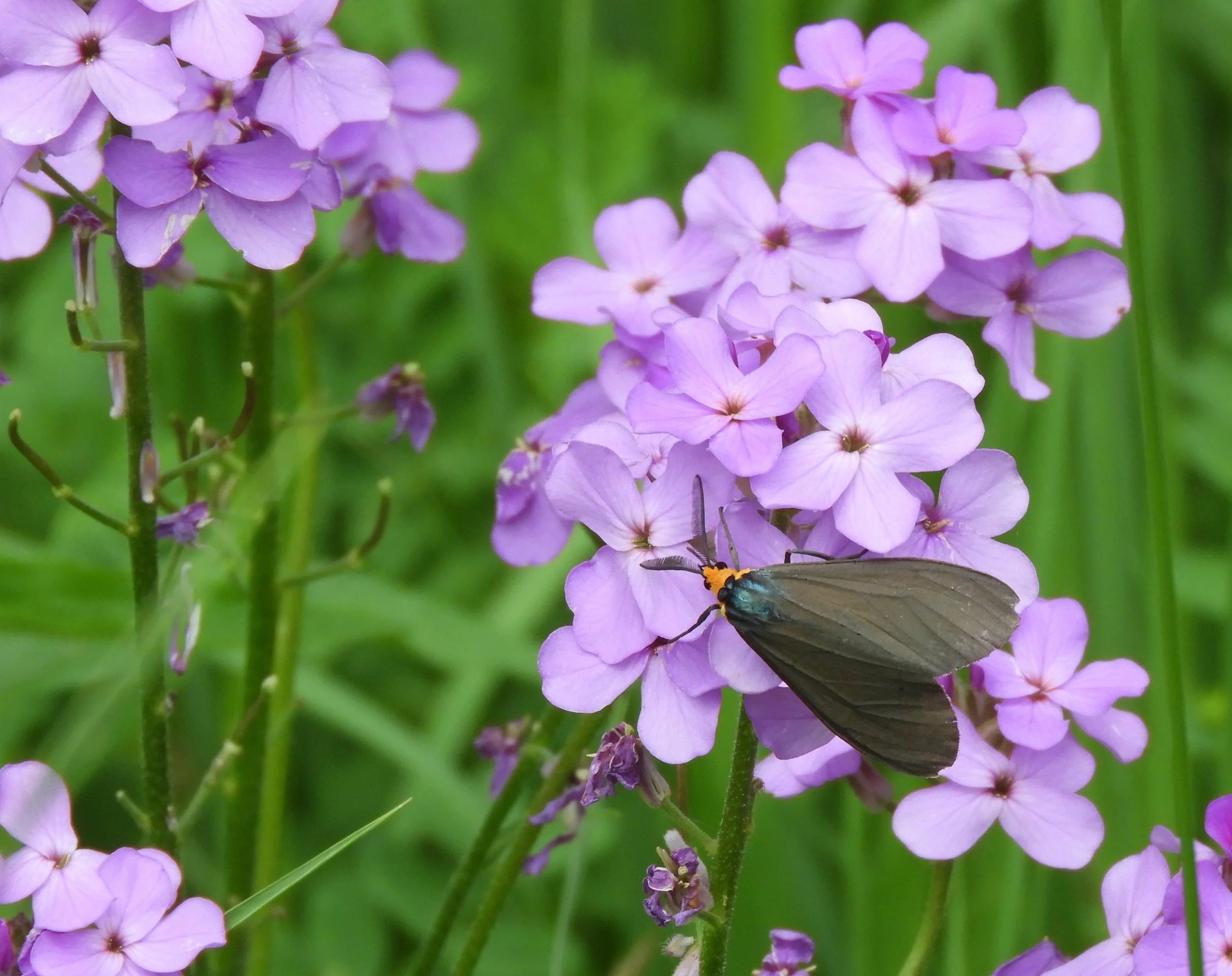 Trip Report:  Paul Douglas Forest Preserve - 2019 June 15