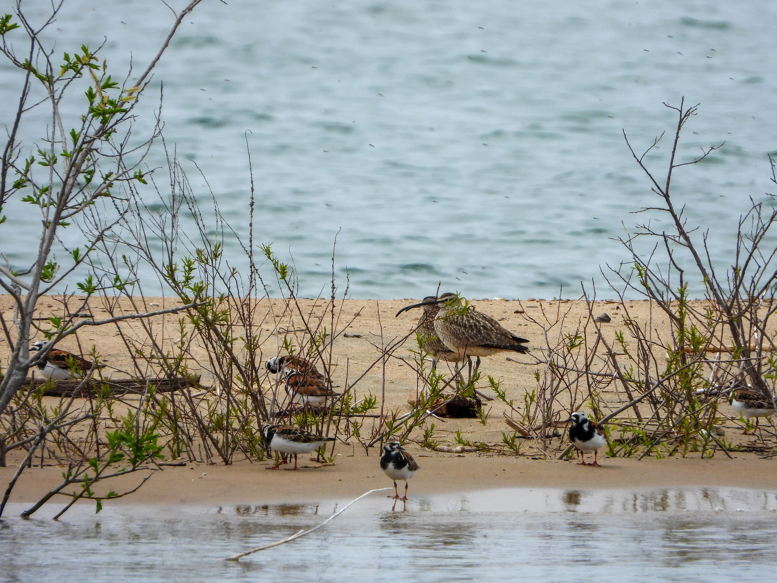 Whimbrels and Ruddy Turnstones on a sandbar bar off Tawas Point State Park Photo credit: Sam Burckhardt