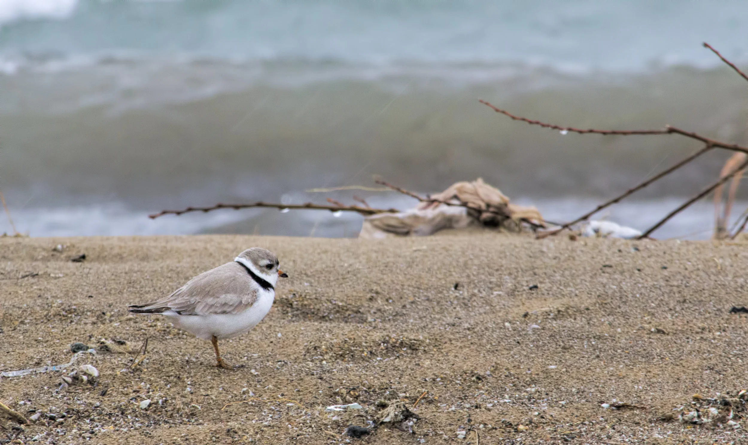 Shorebird Rock Stars - original post April 15, 2019