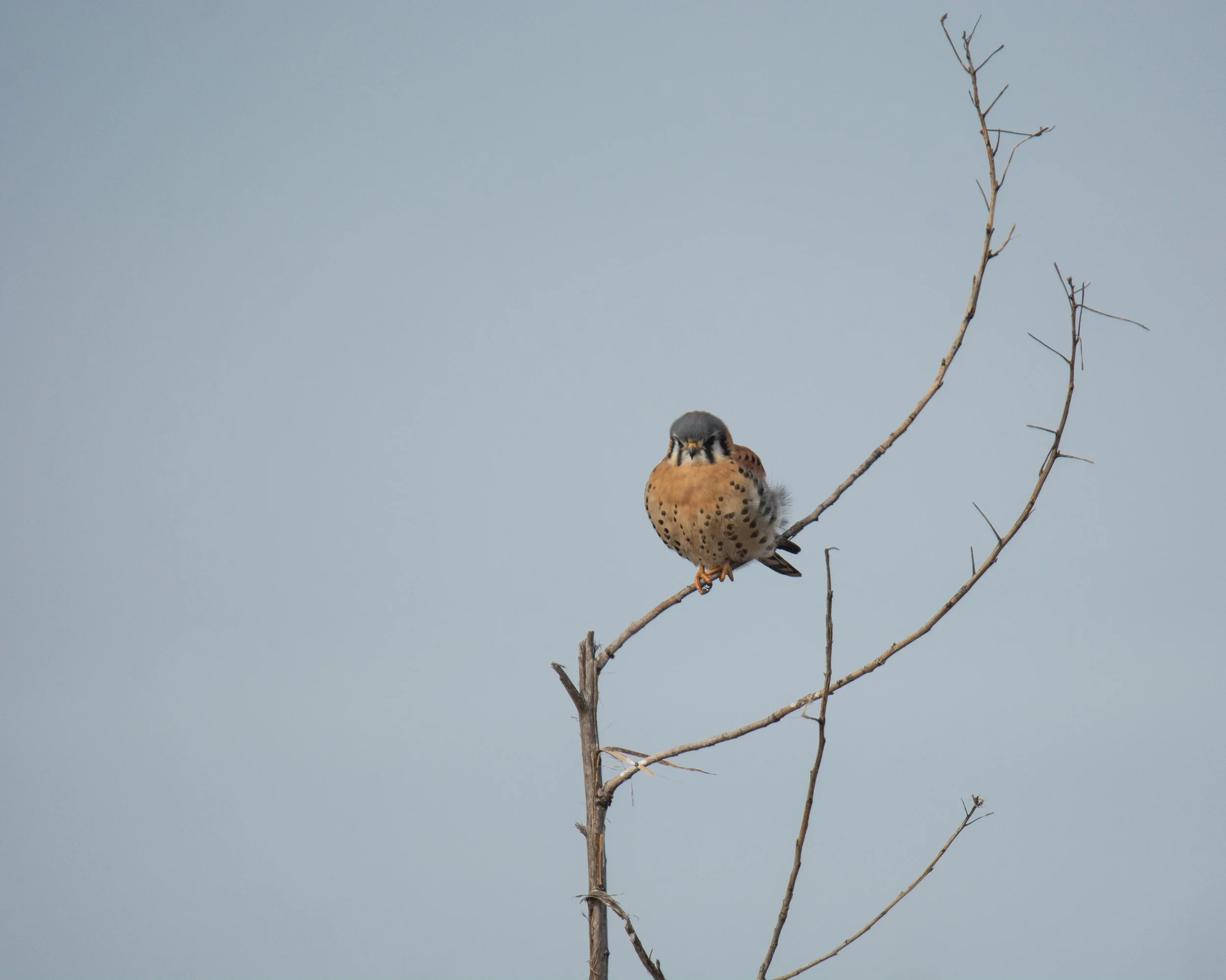 DSC_6518.jpg