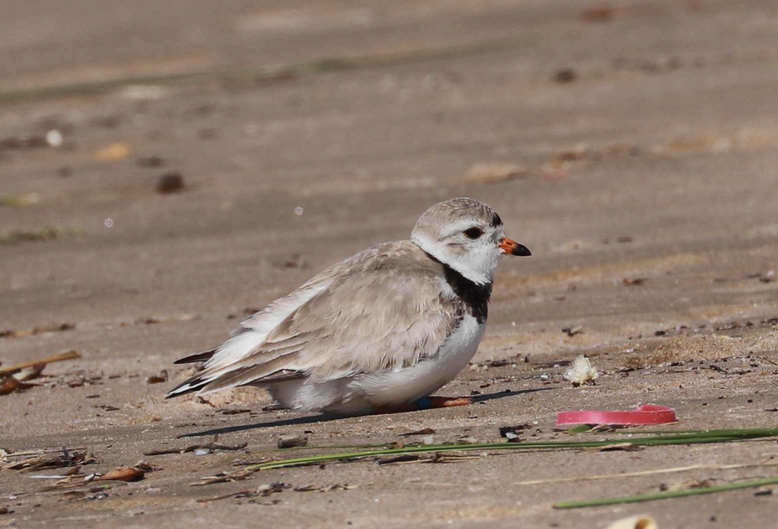 Adult plover - June 21