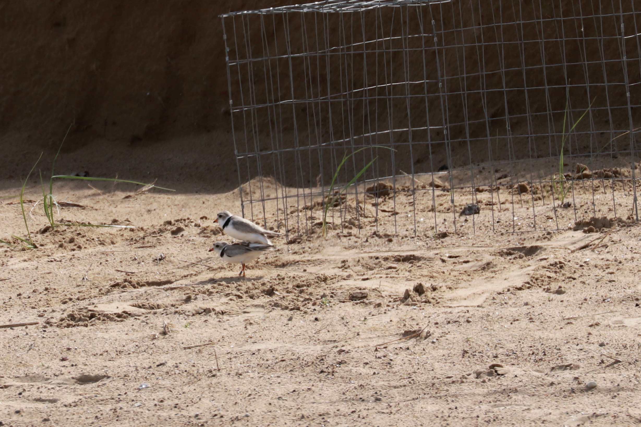 Piping Plover enclosure June 21, 2019 9.jpg