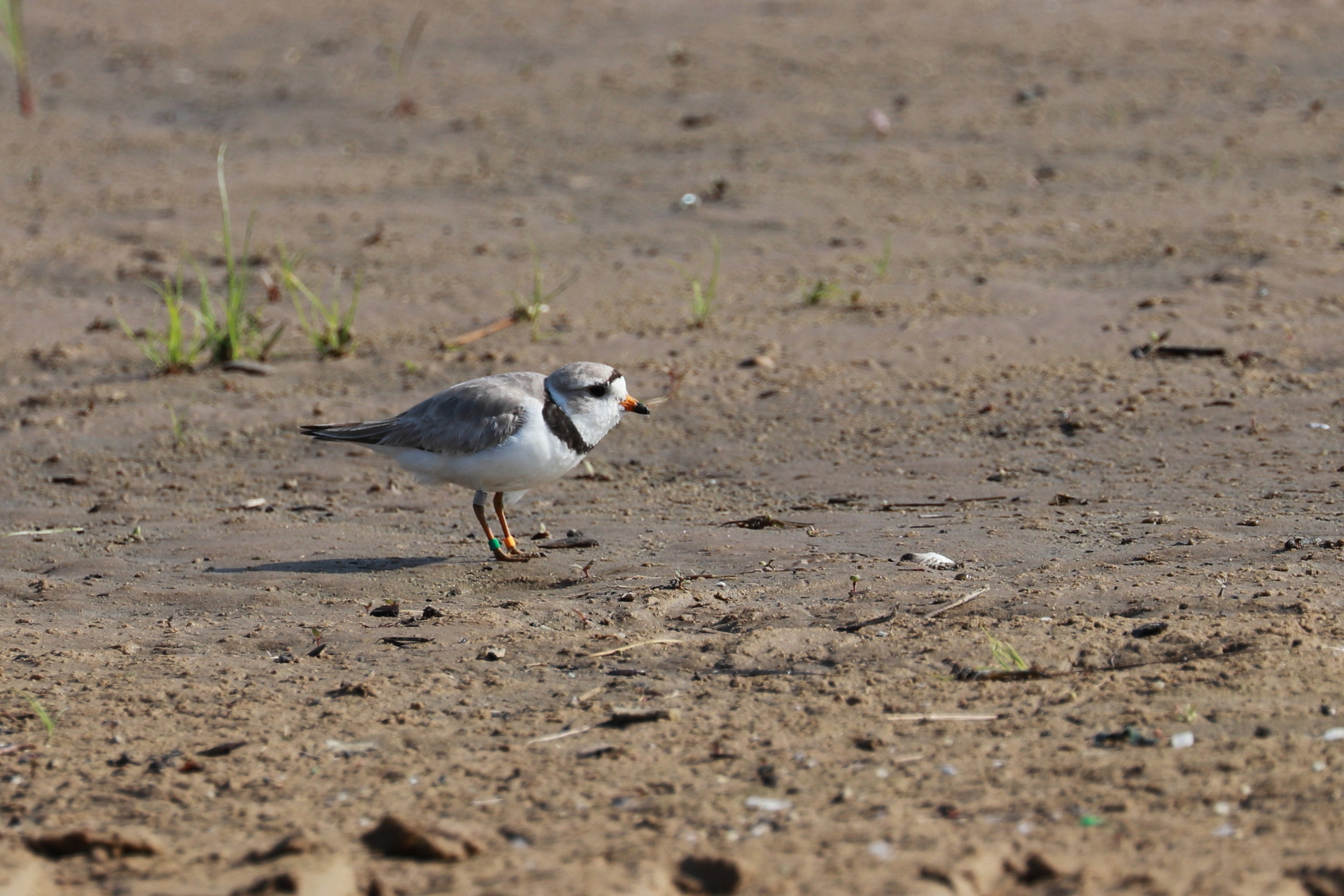 Adult plover - July 14