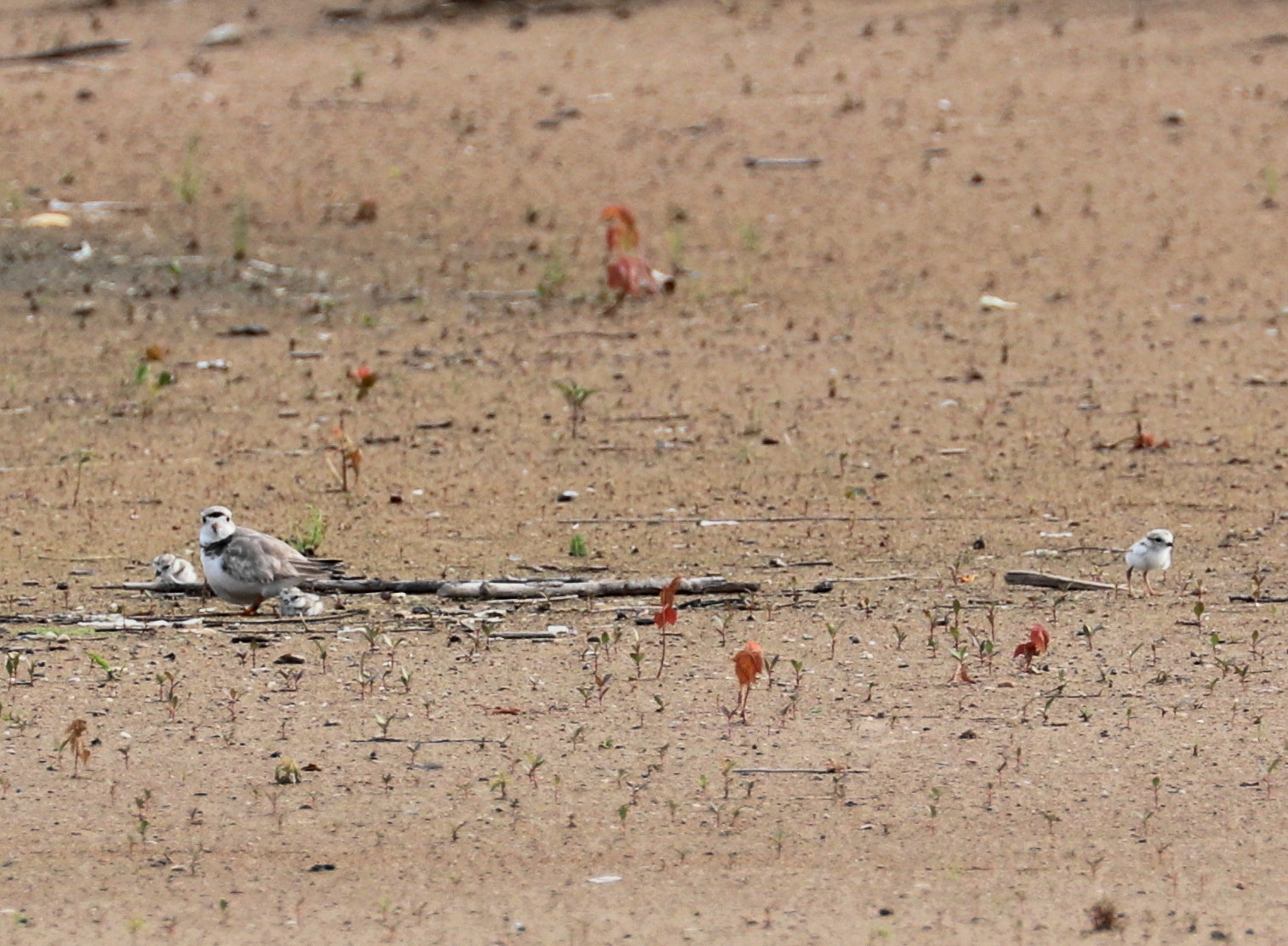 Piping Plover and chicks July 19, 2019 6b.jpg