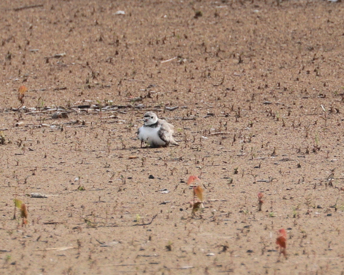 Parent with babies' legs showing underneath 