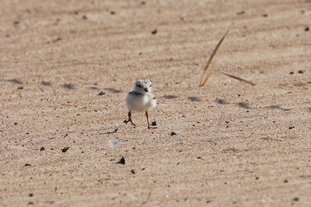 Piping Plover chicks July 24, 2019 5.jpg