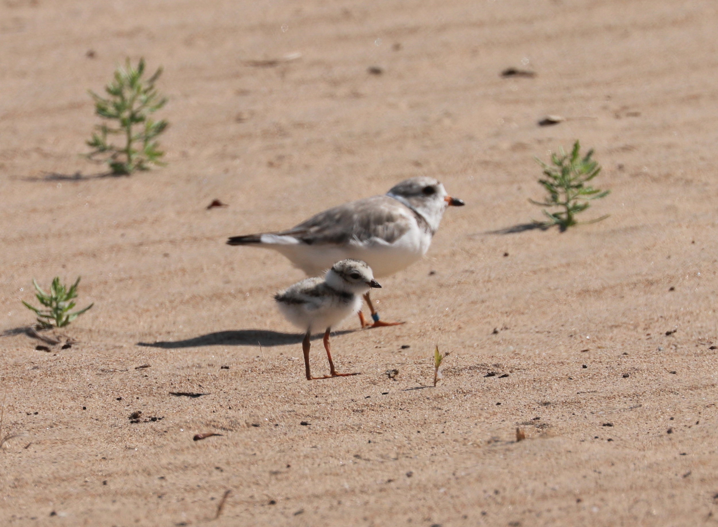 Parent and chick - July 24