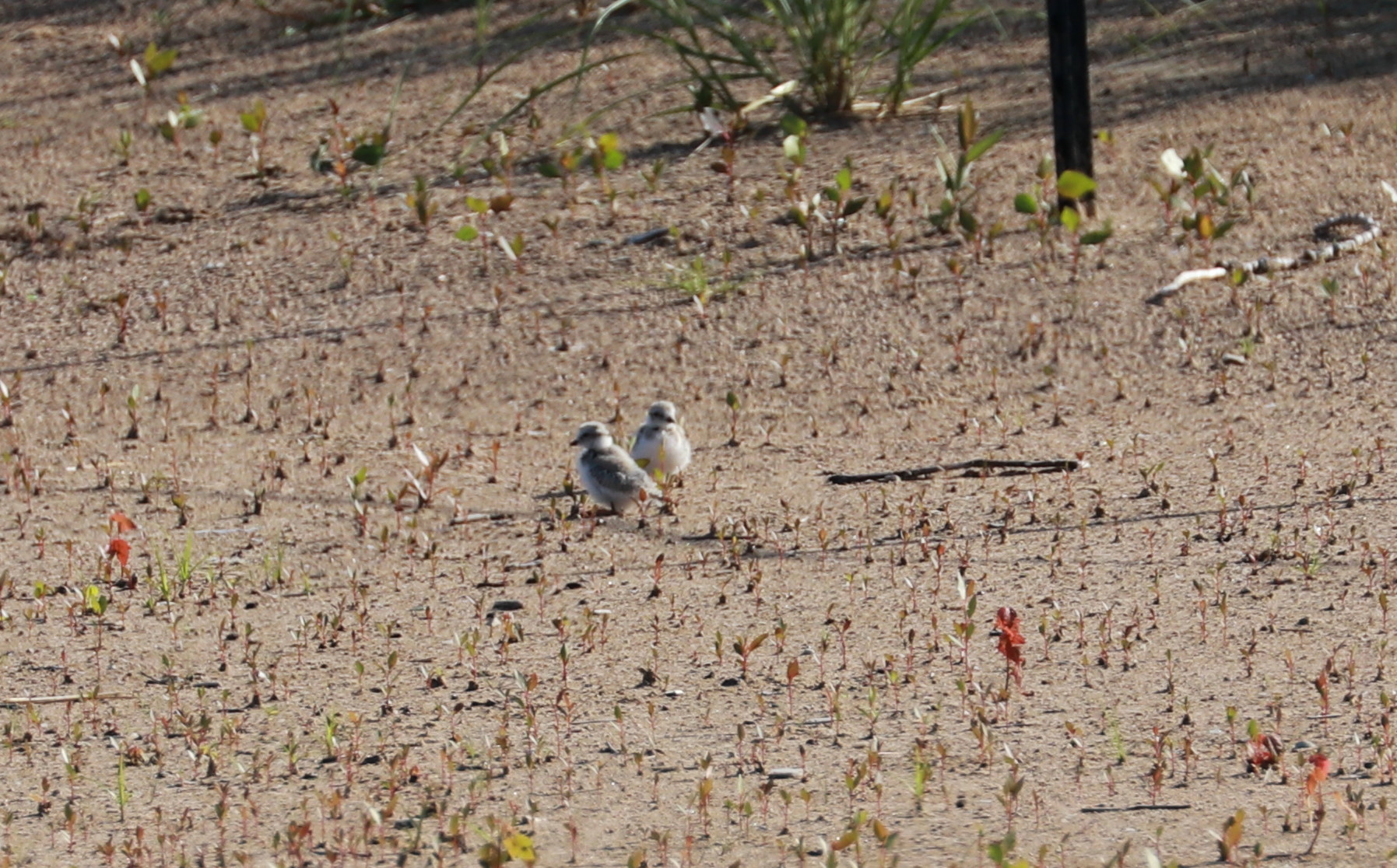 Piping Plover chicks Aug. 2, 2019 1.jpg