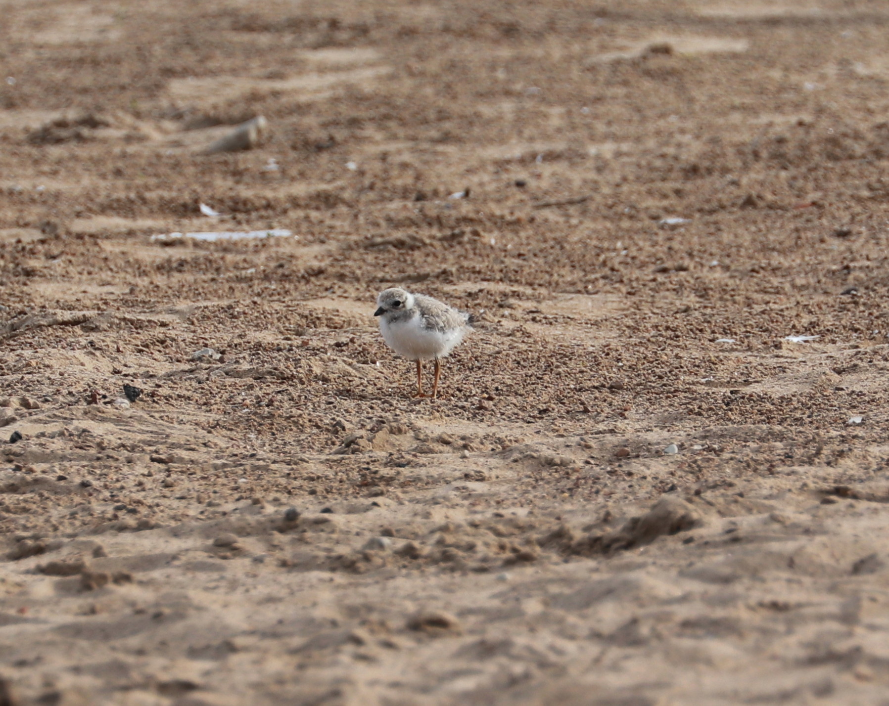 Piping Plover chick Aug. 4, 2019 4.jpg