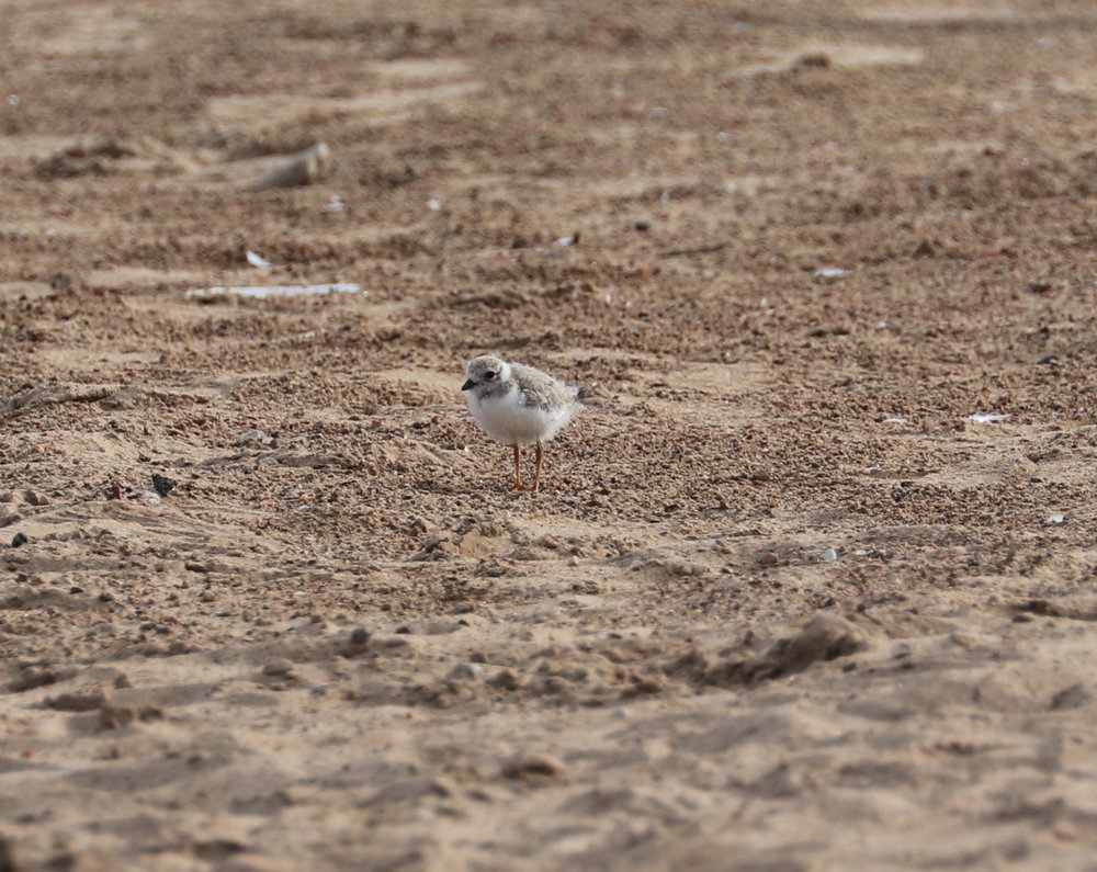 Piping Plover chick Aug. 4, 2019 4.jpg