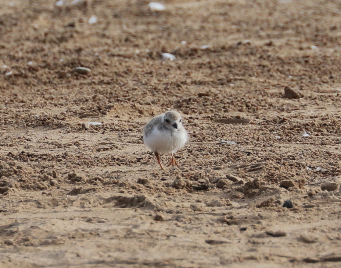 Piping Plover chick Aug. 4, 2019 5.jpg