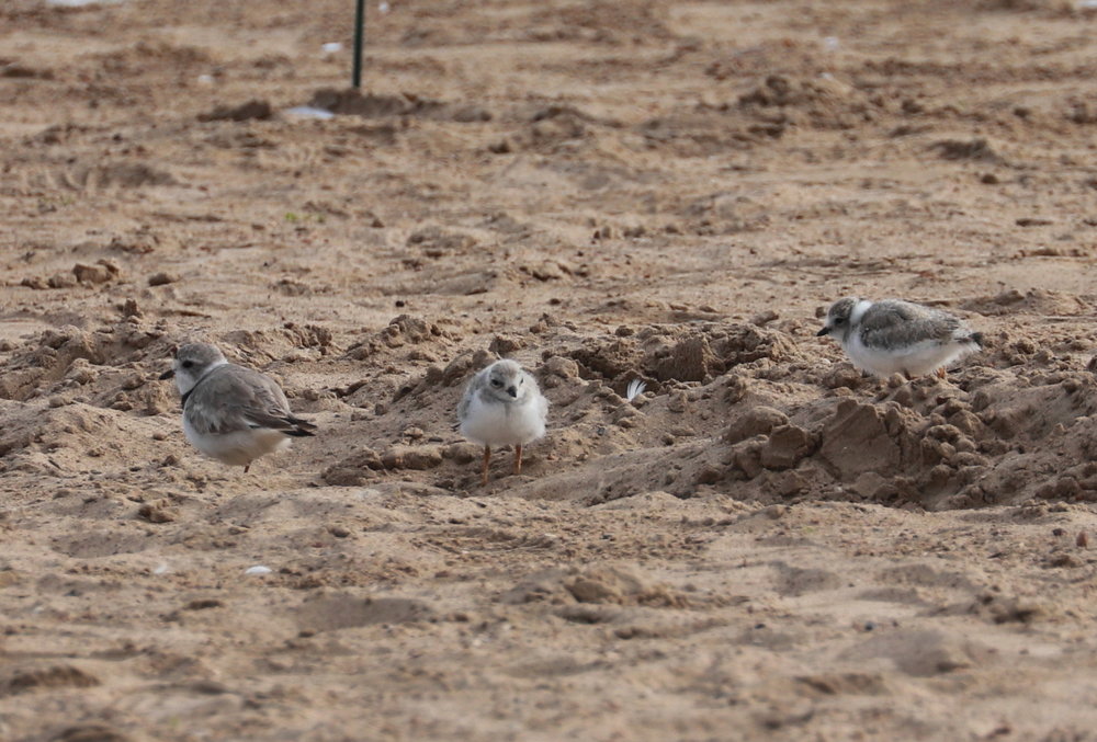 Monty and Chicks Aug. 4, 2019 1.jpg