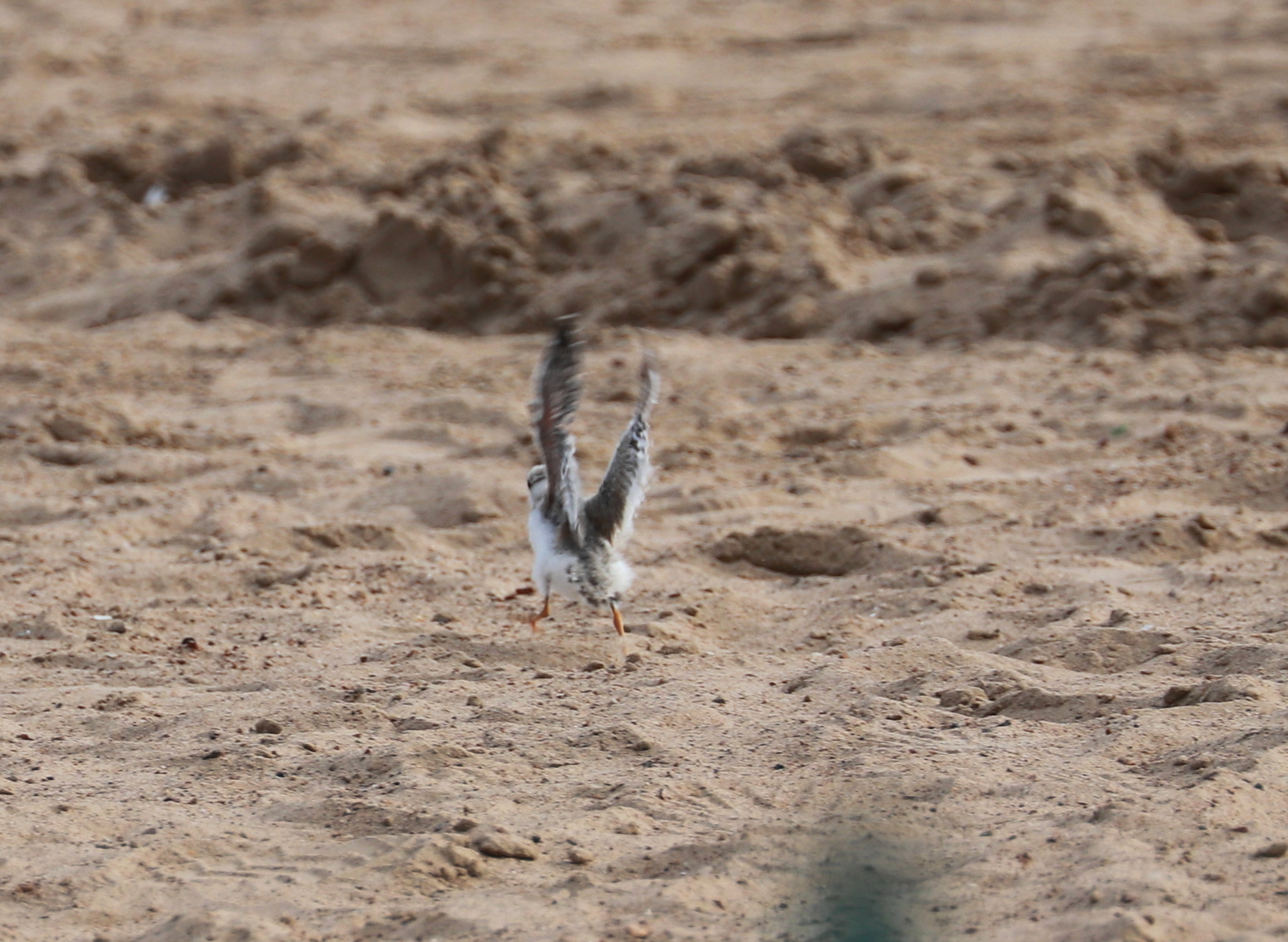 Piping Plover chick Aug. 4, 2019 2.jpg