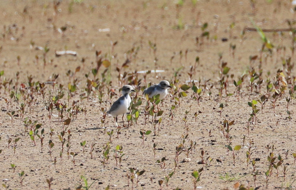 Piping Plover chicks 3 weeks old Aug. 8, 2019 3.jpg