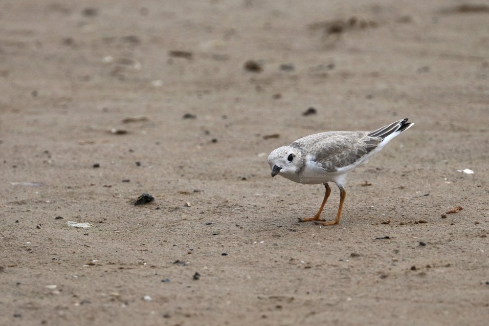 Plover chick - officially fledged - August 18