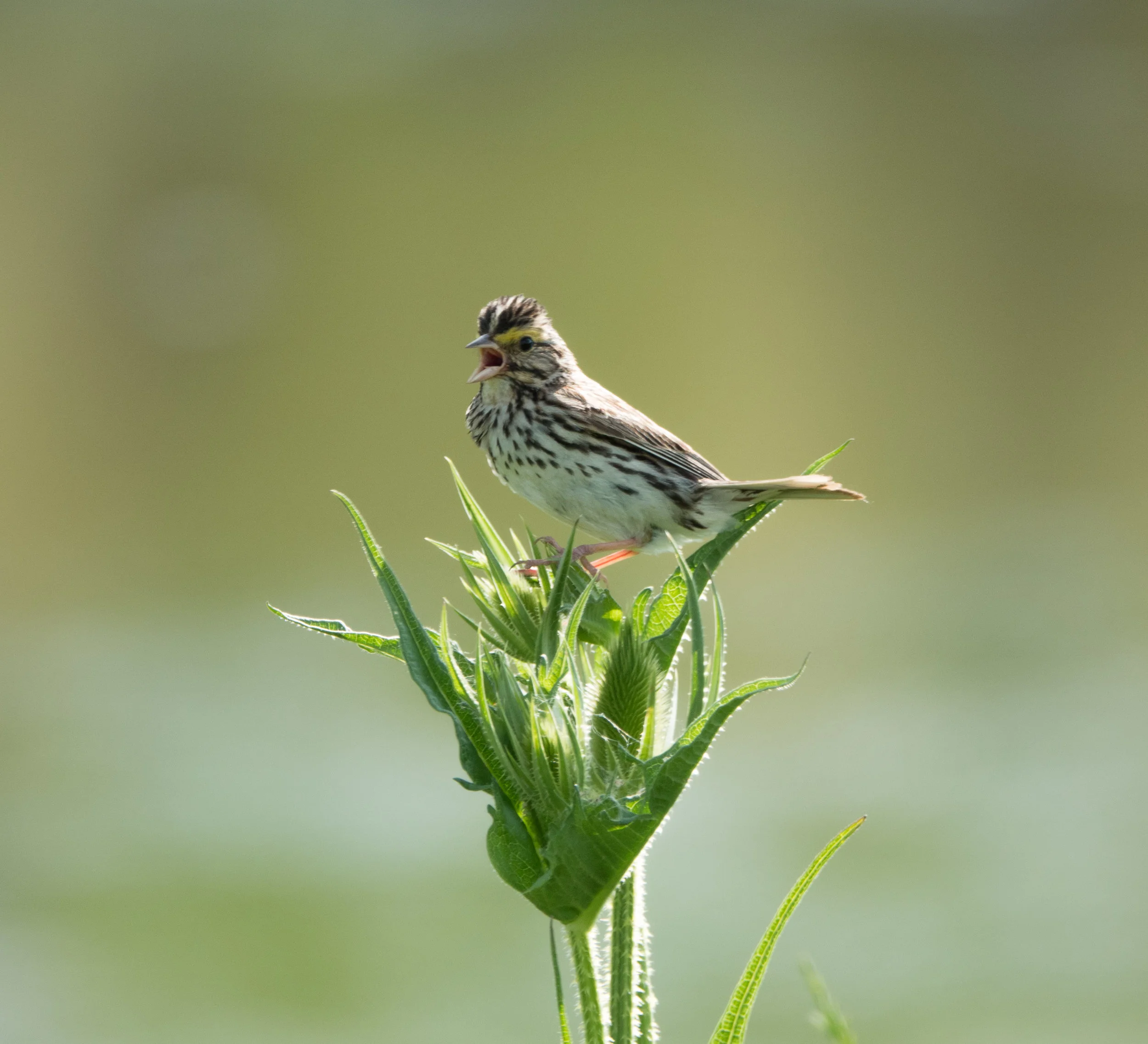 Savannah Sparrow; Amanda Tichacek