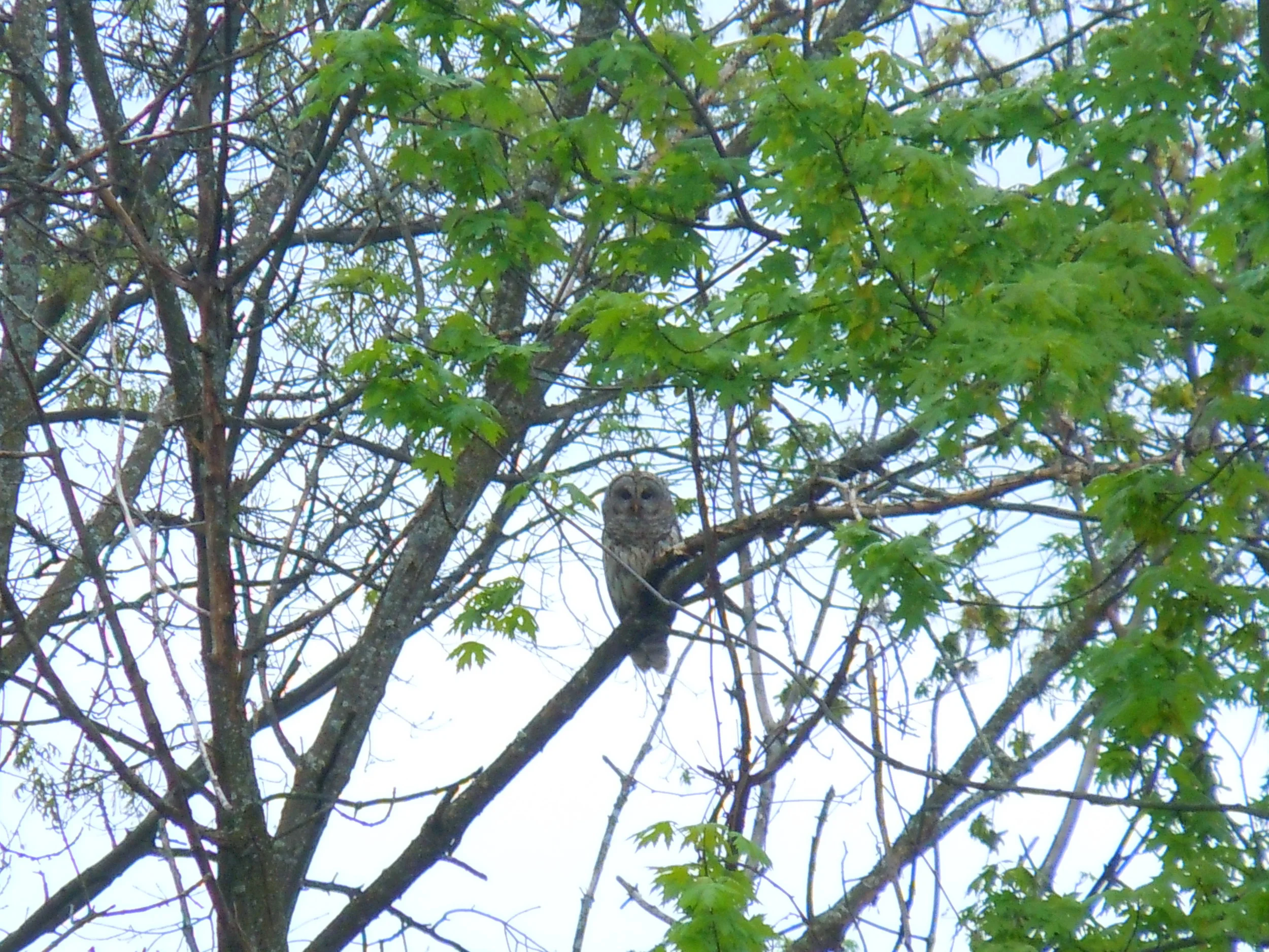 Barred Owl; Edward Warden