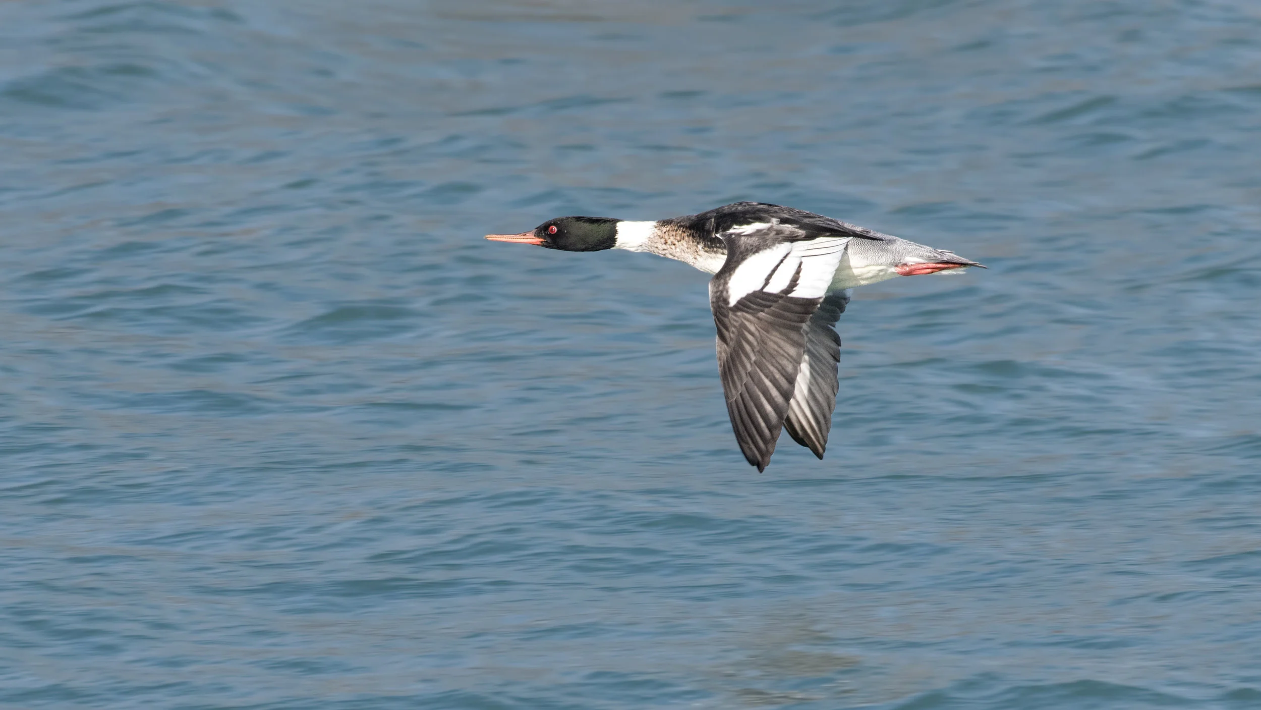 Red-breasted Merganser; Carl Giometti