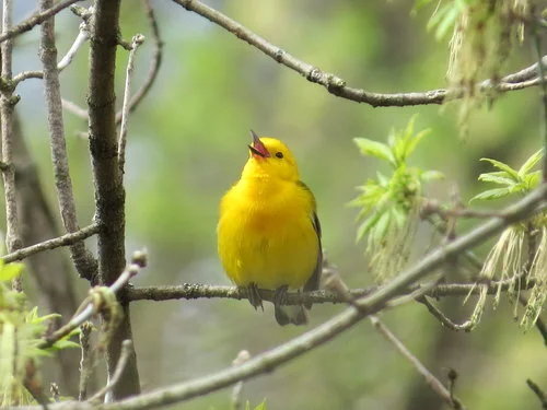 Prothonotary Warbler.jpg