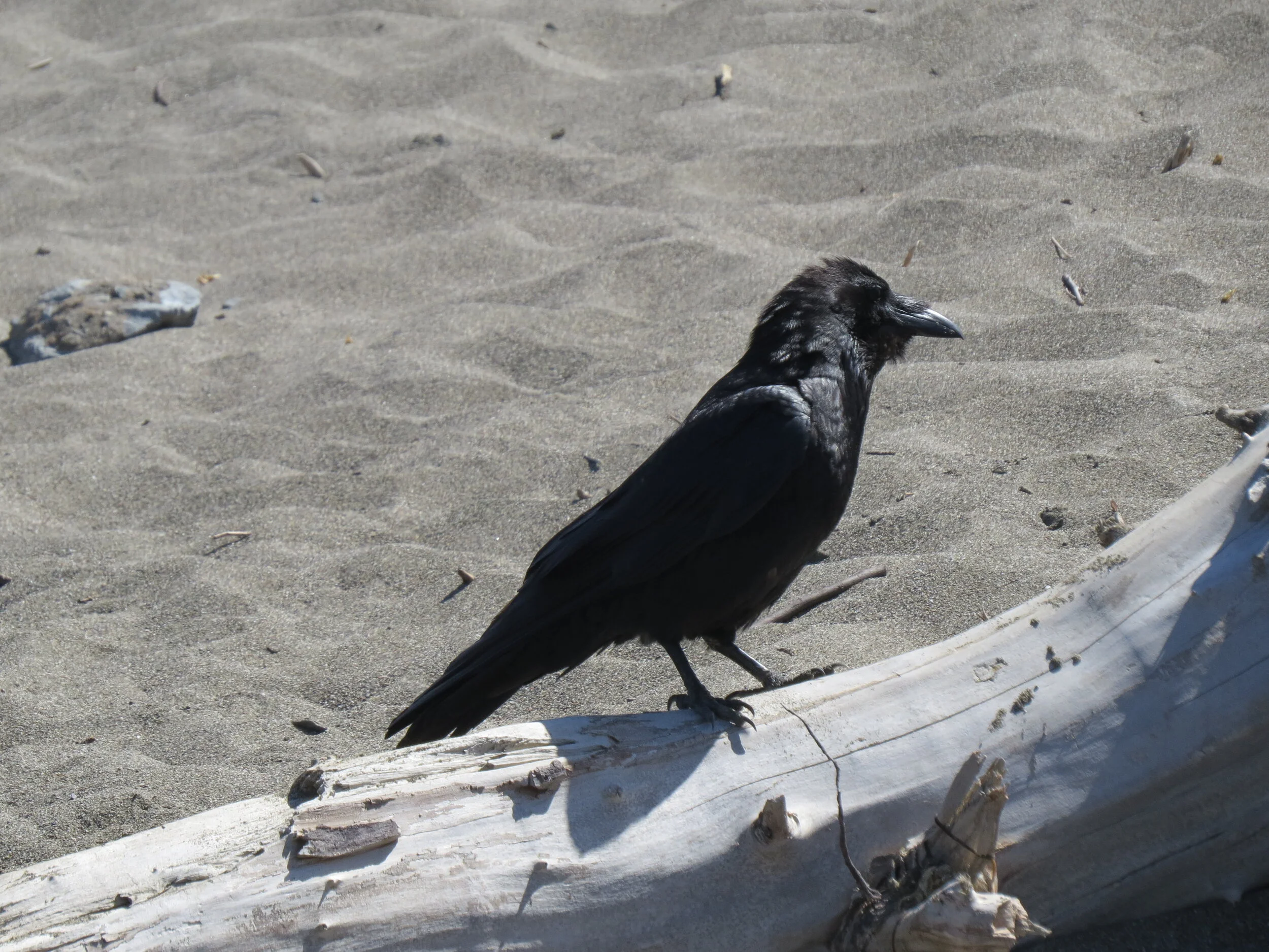 Covid Corvids: Rare raven spotted at Indiana Dunes this week