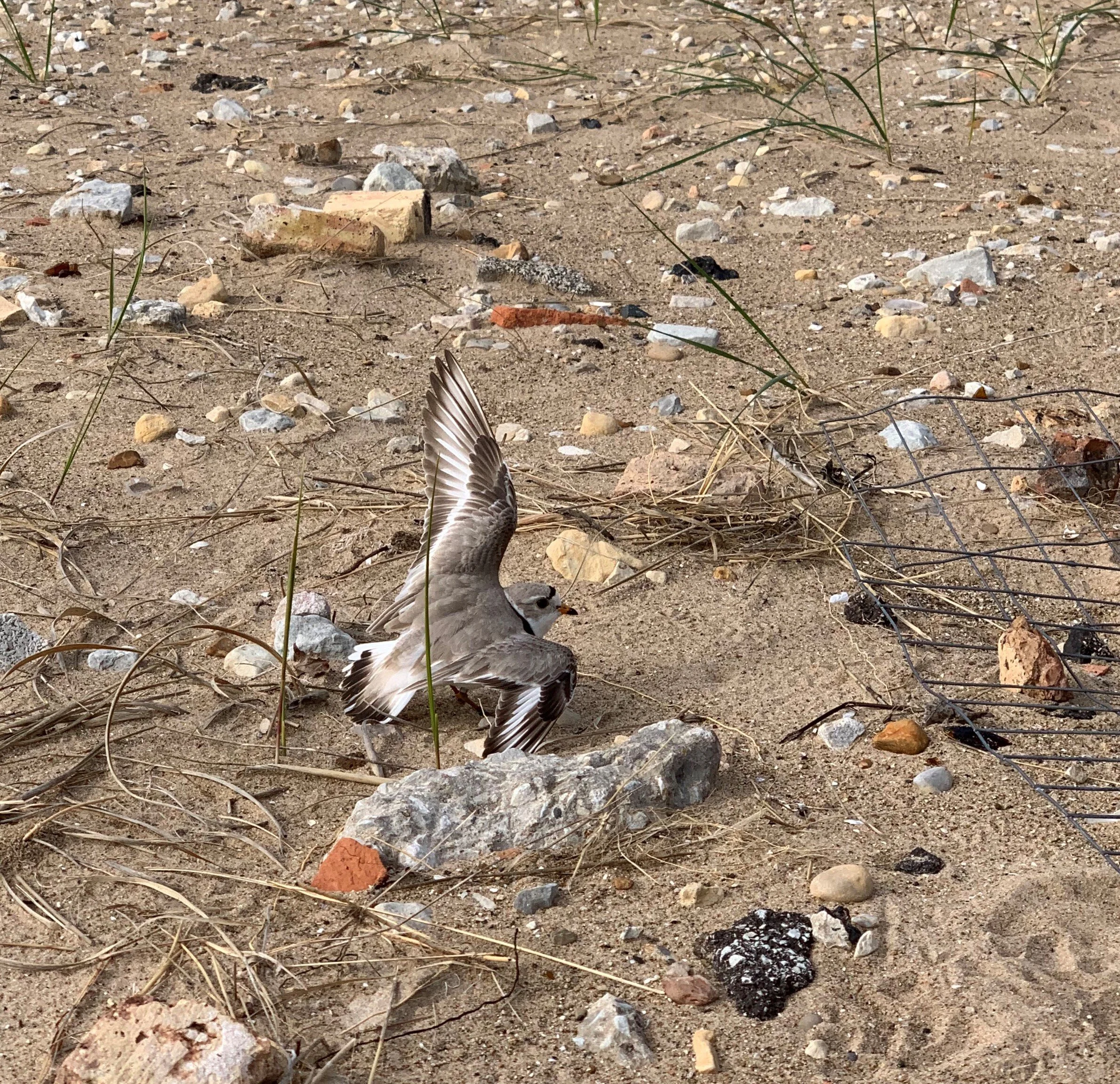 Exciting Montrose Plover News!