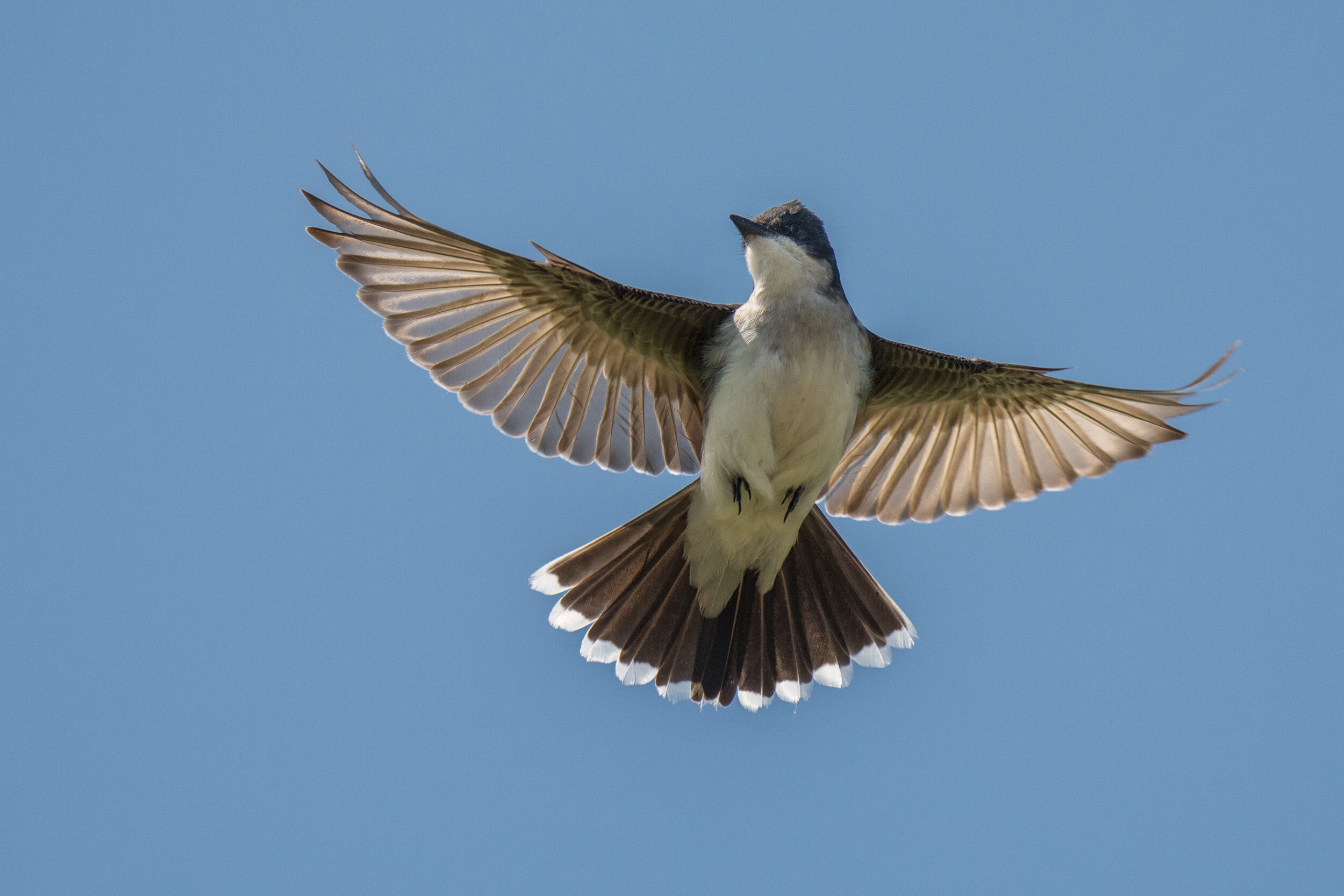 Birds' let fly 'Killer Queen' – Boston Herald