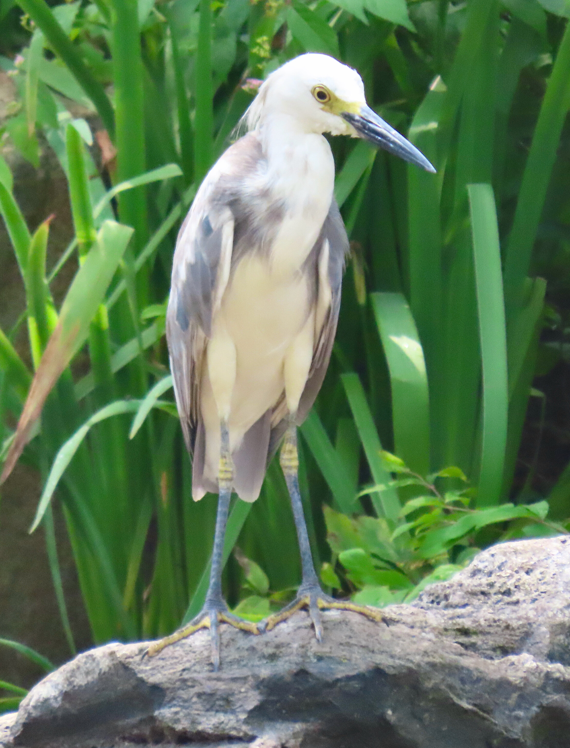 Hybrid Snowy Egret X Little Blue Heron at Burnham Prairie Nature Preserve 