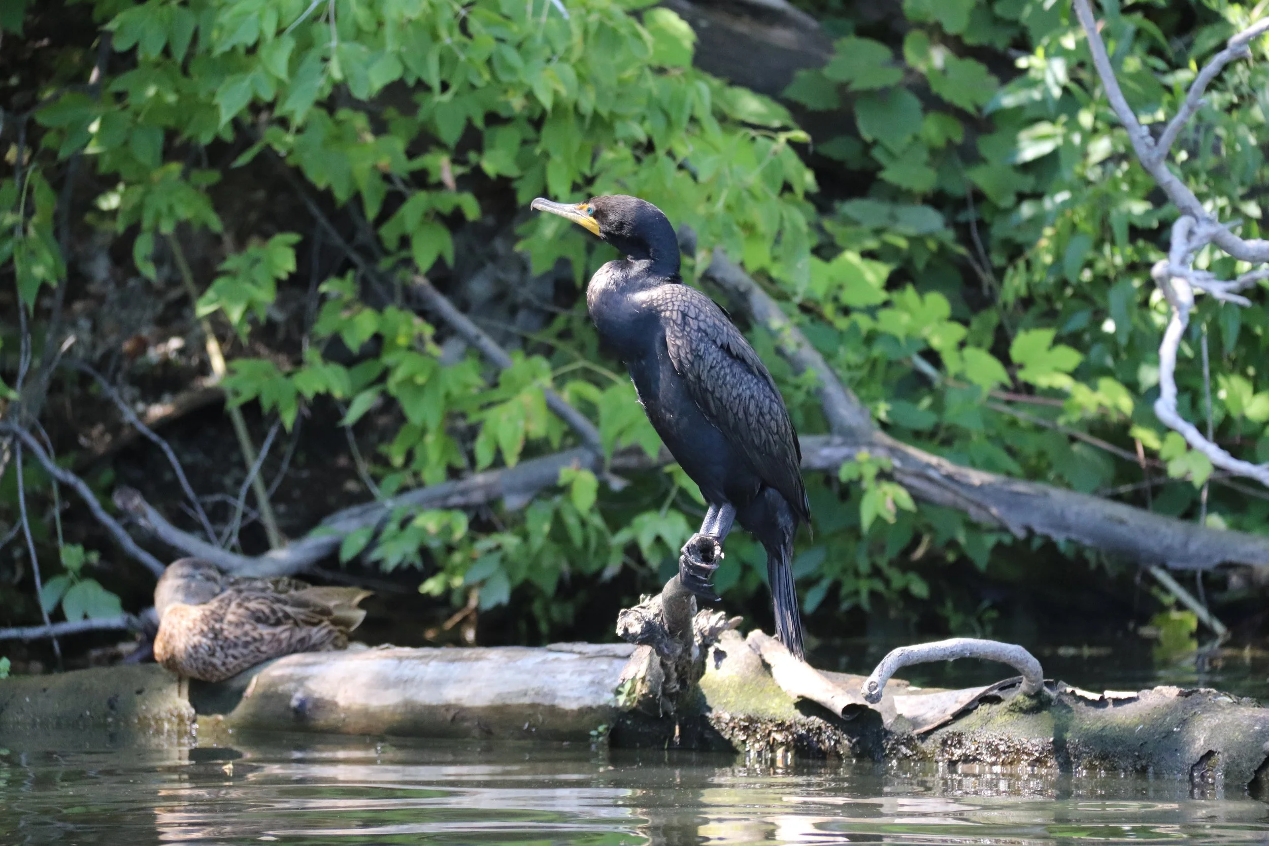 Avian Flu and Bird Feeders, the latest recommendations