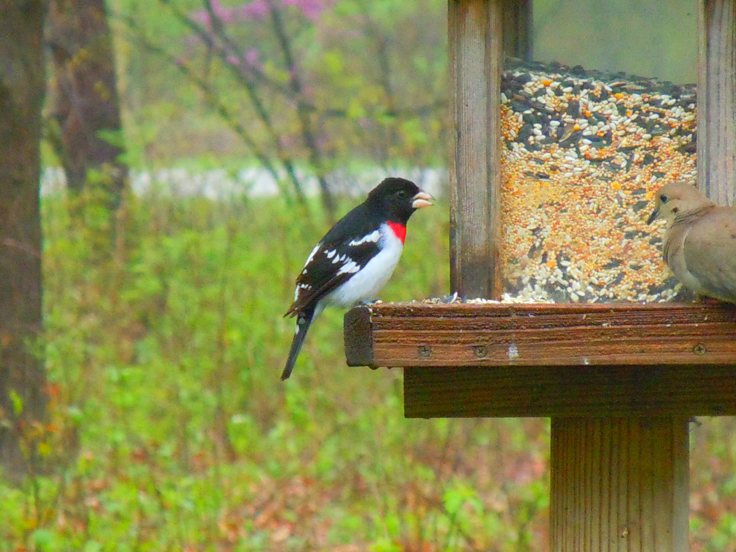 Update: Avian Flu and Bird Feeders
