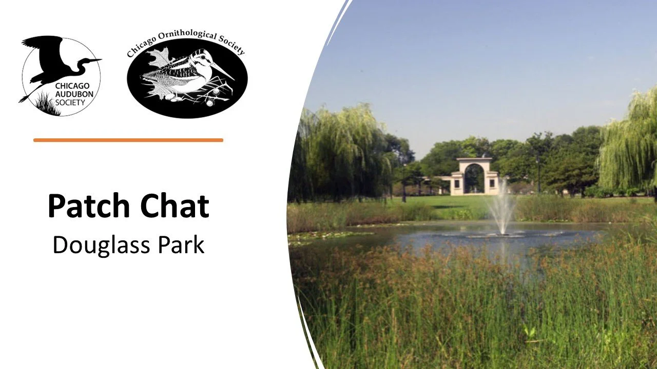 Patch Chat: Douglass Park
