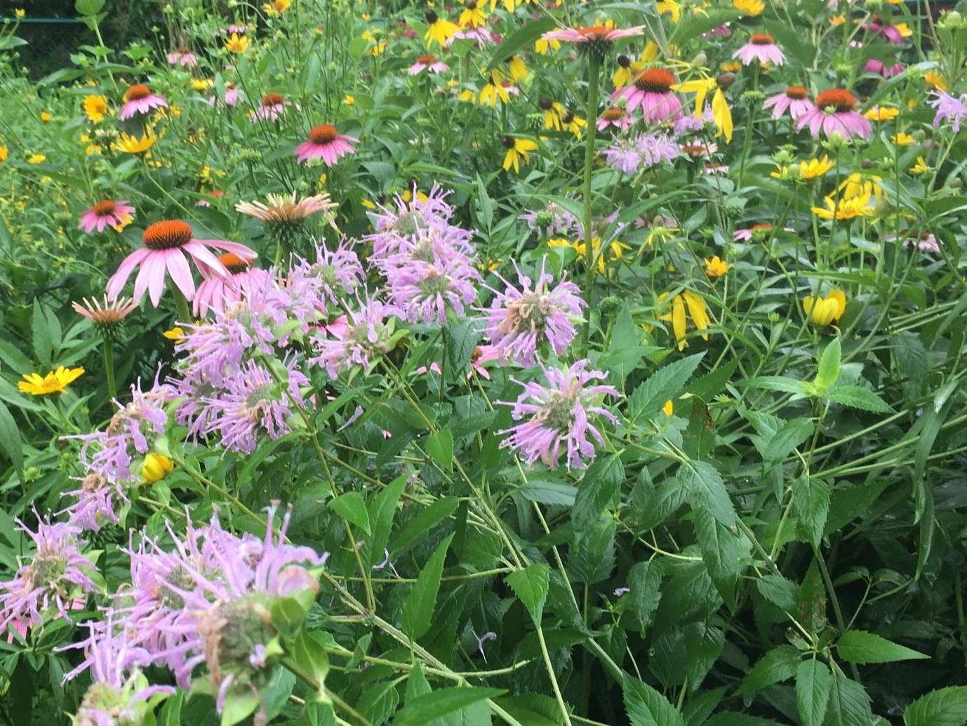 Birding Through the Year: July 2022