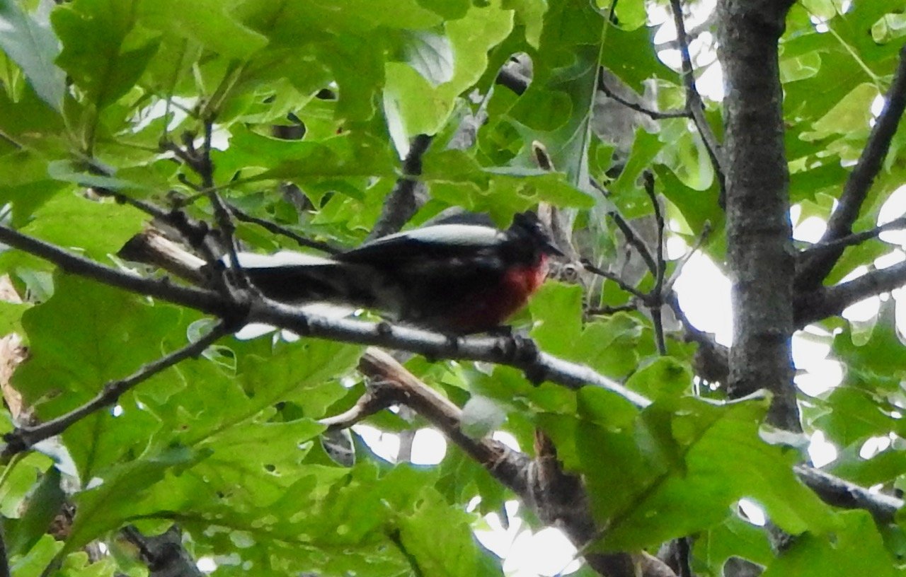 Painted Redstart Sighting