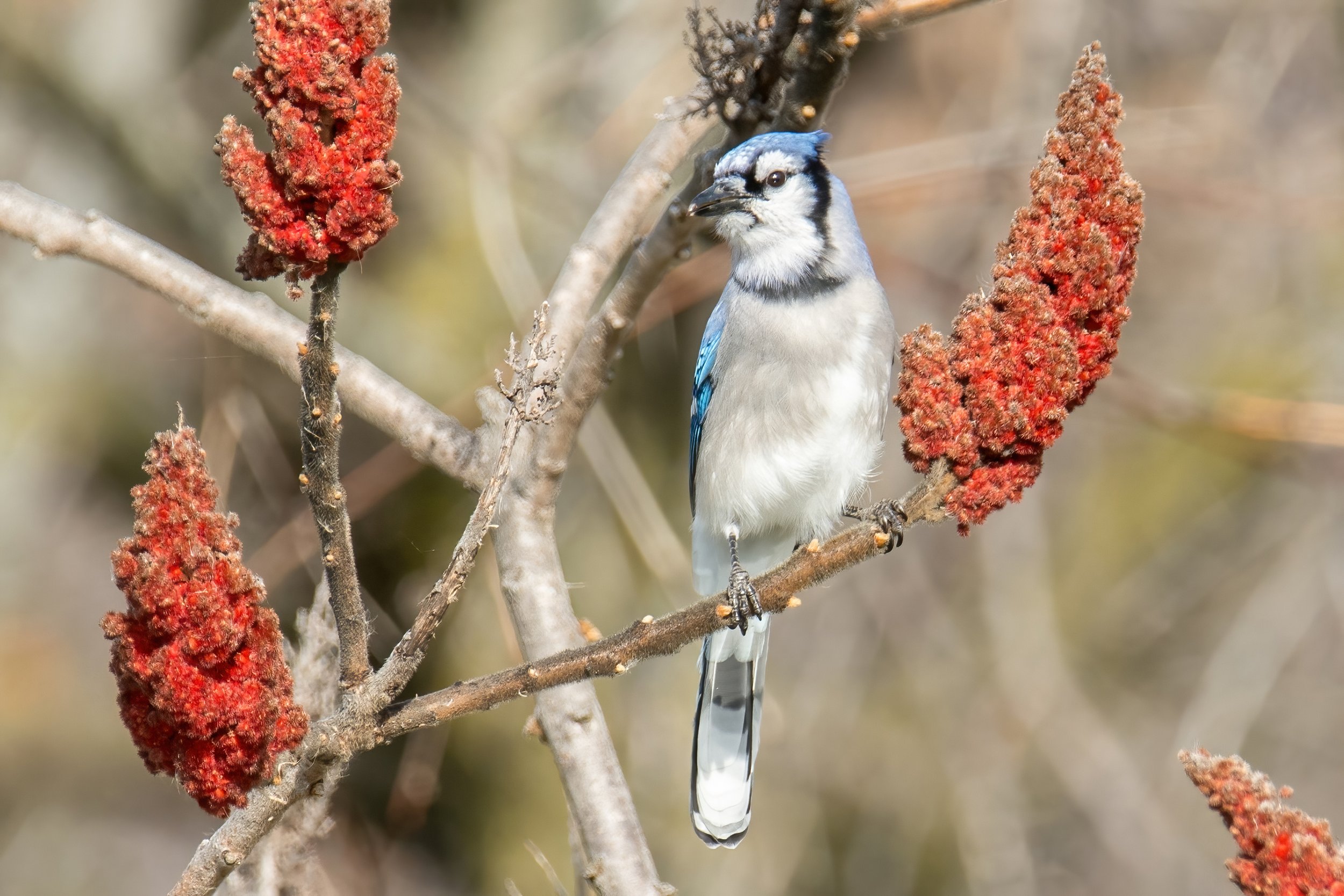 Blue Jay