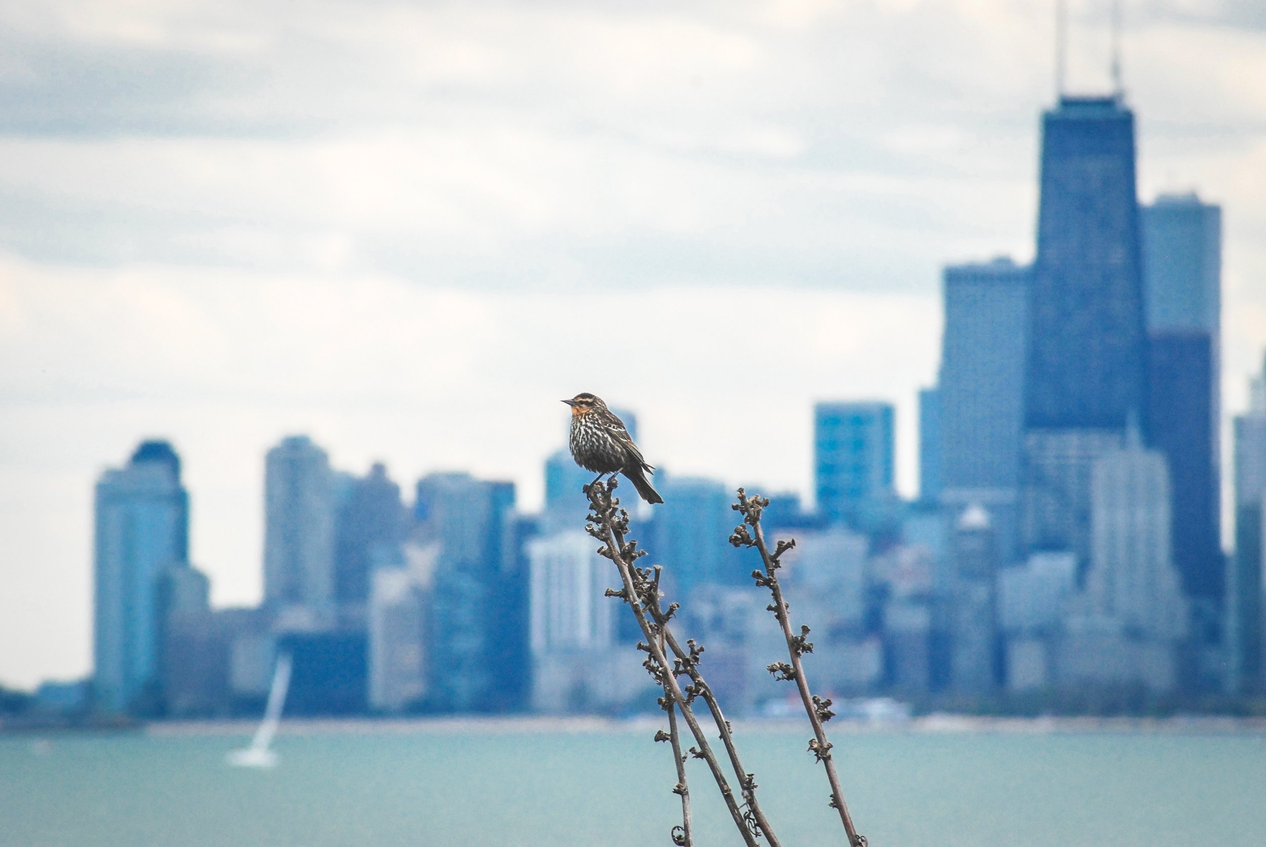 Red-winged Blackbird