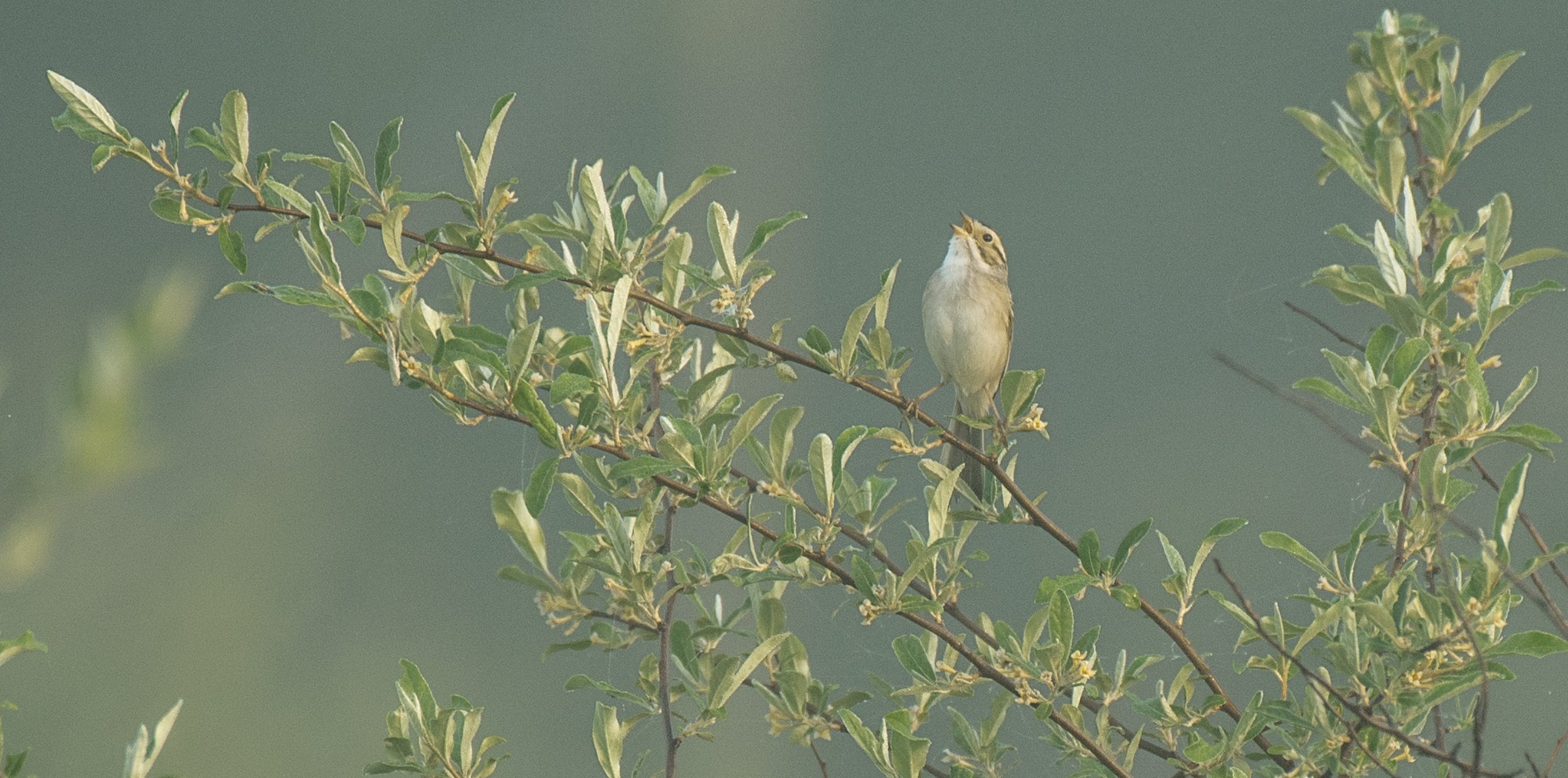 Clay-colored Sparrow