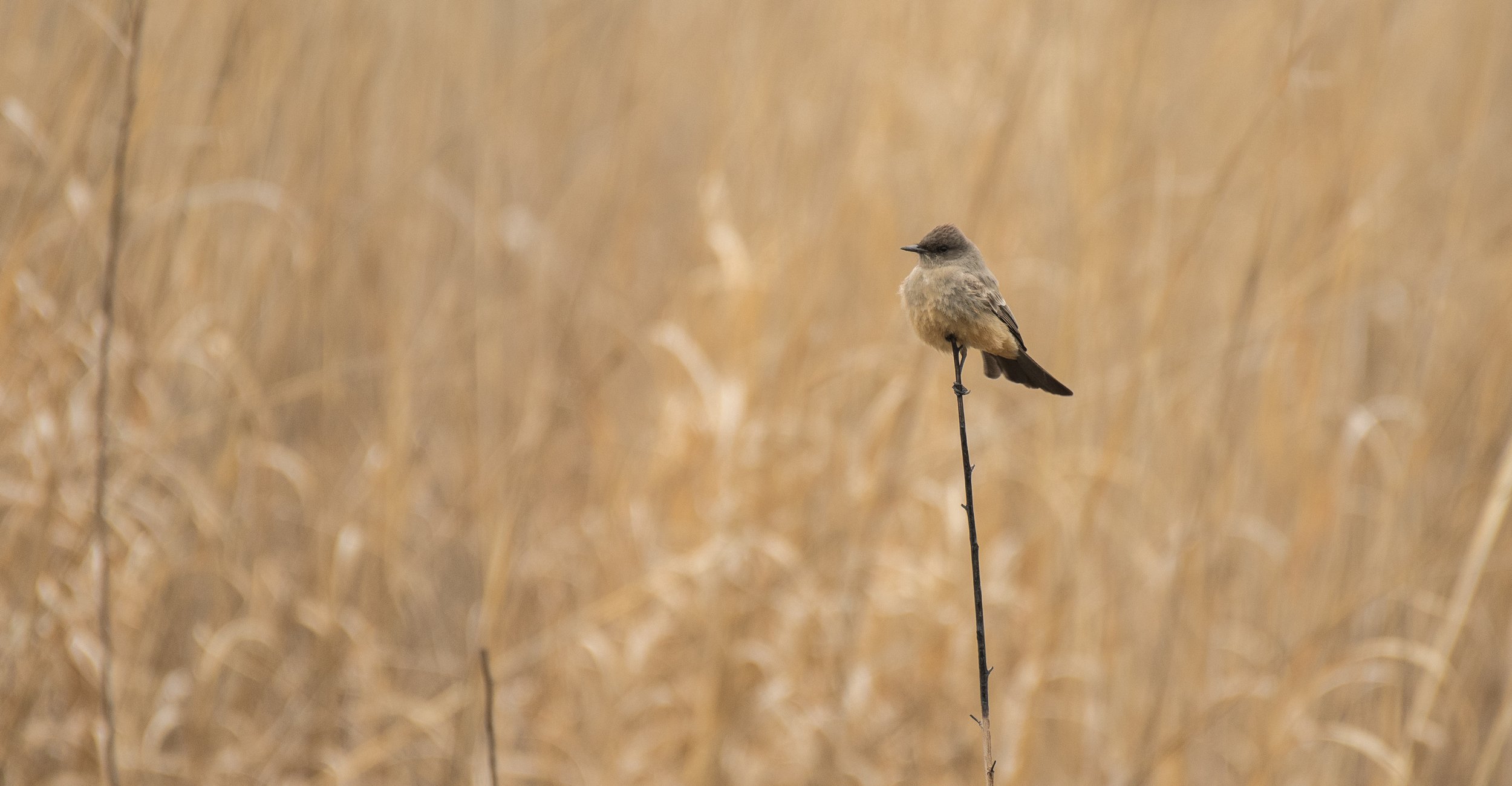 Say's Phoebe