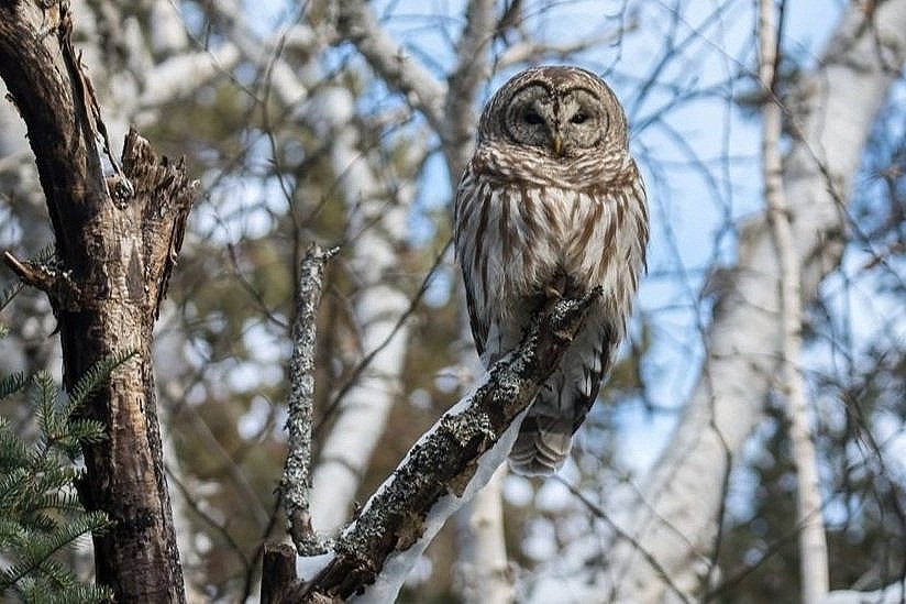 Barred Owl