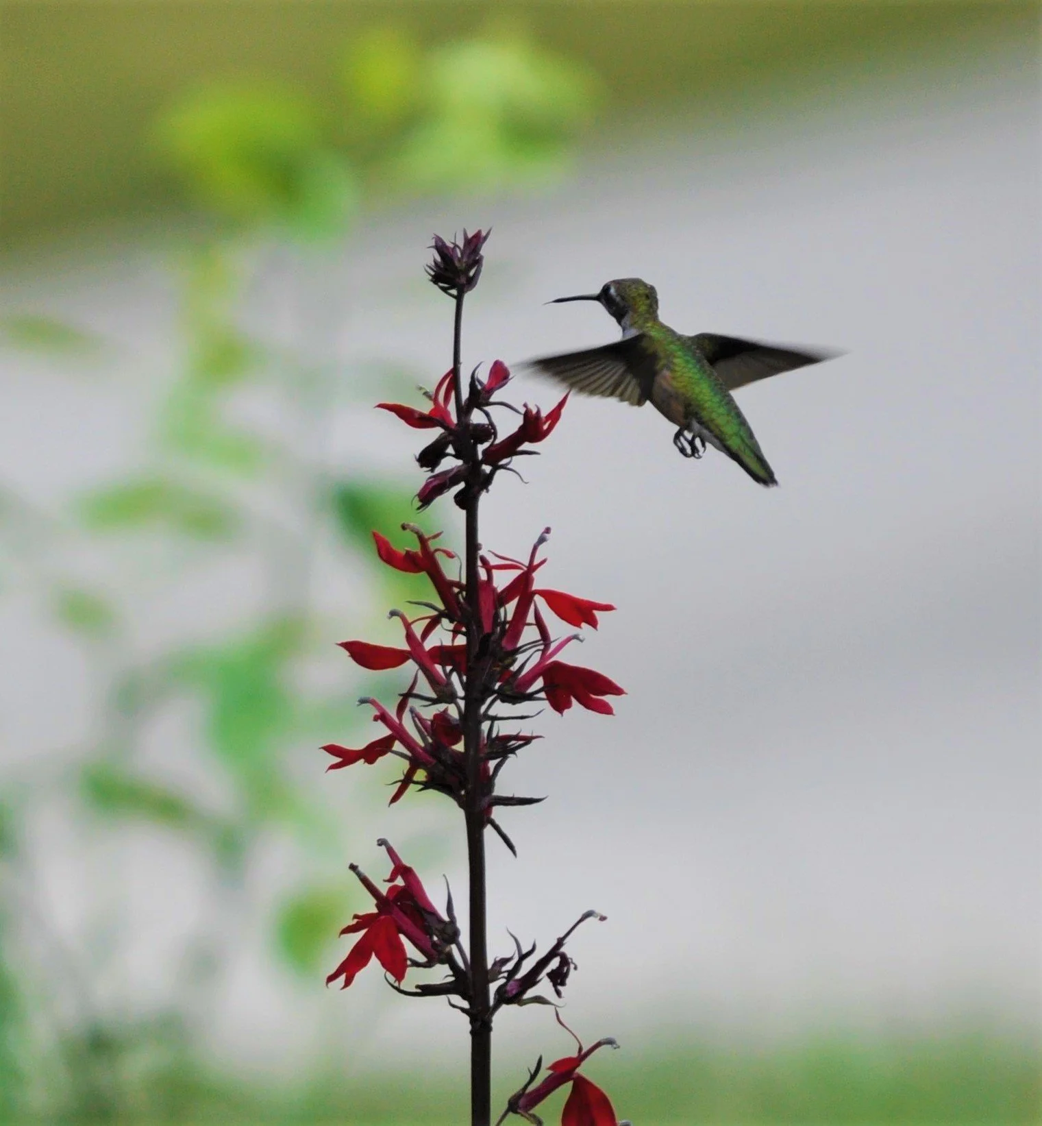 Redfin Promotion of Bird-Friendly Gardening