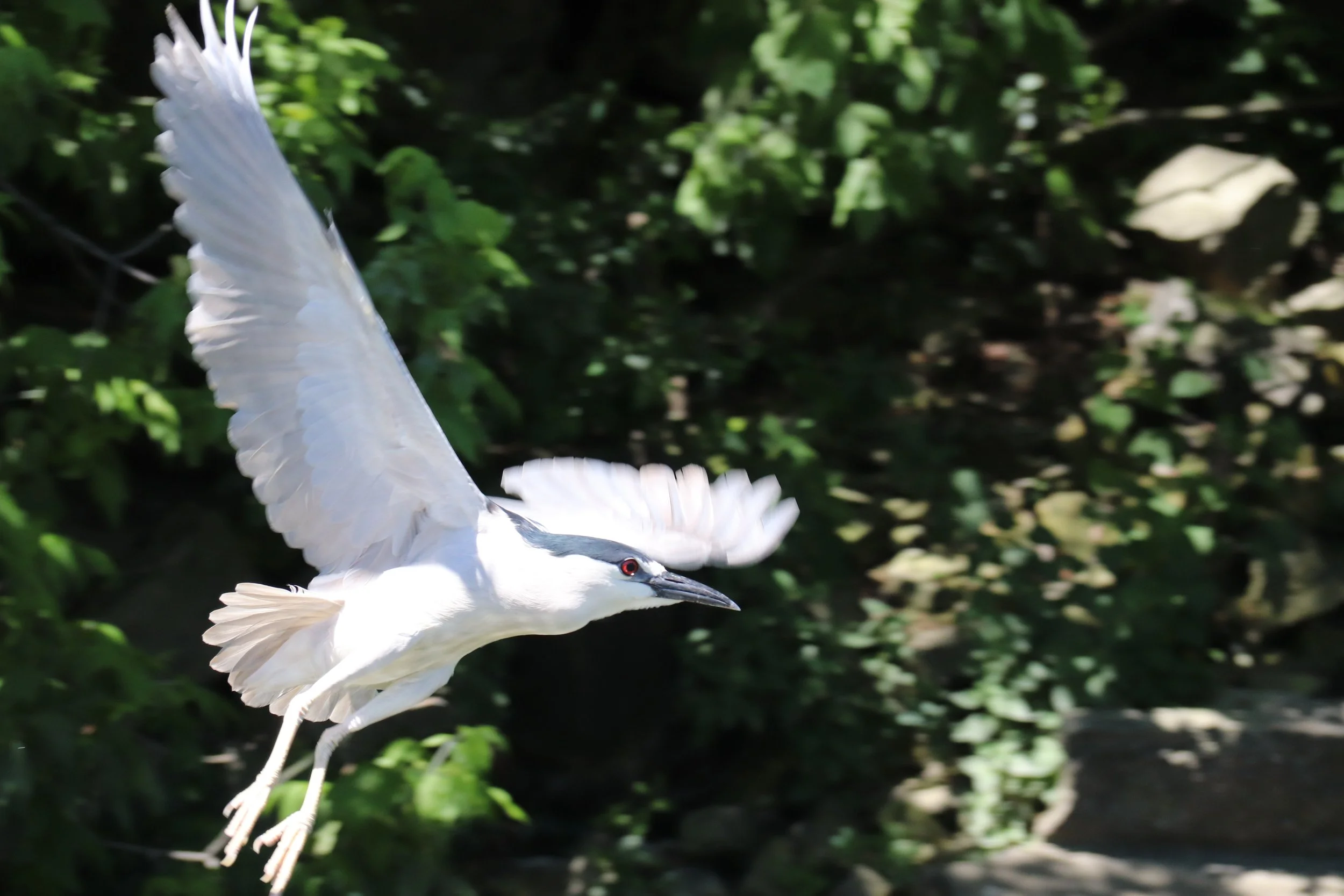 Backpacks for Conservation: an update on Chicago's Black-crowned Night-herons