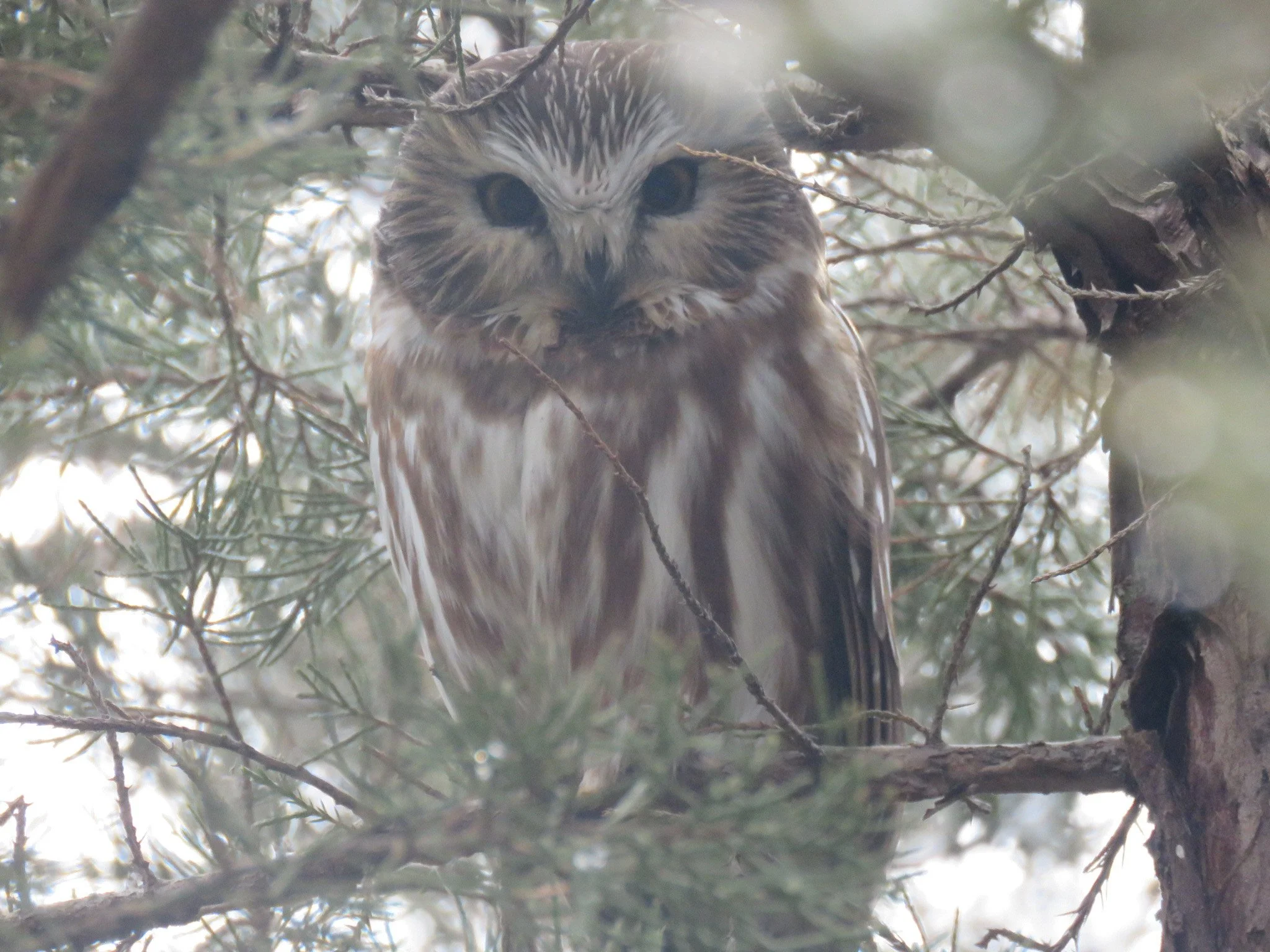 Owls of Chicago at Big Marsh
