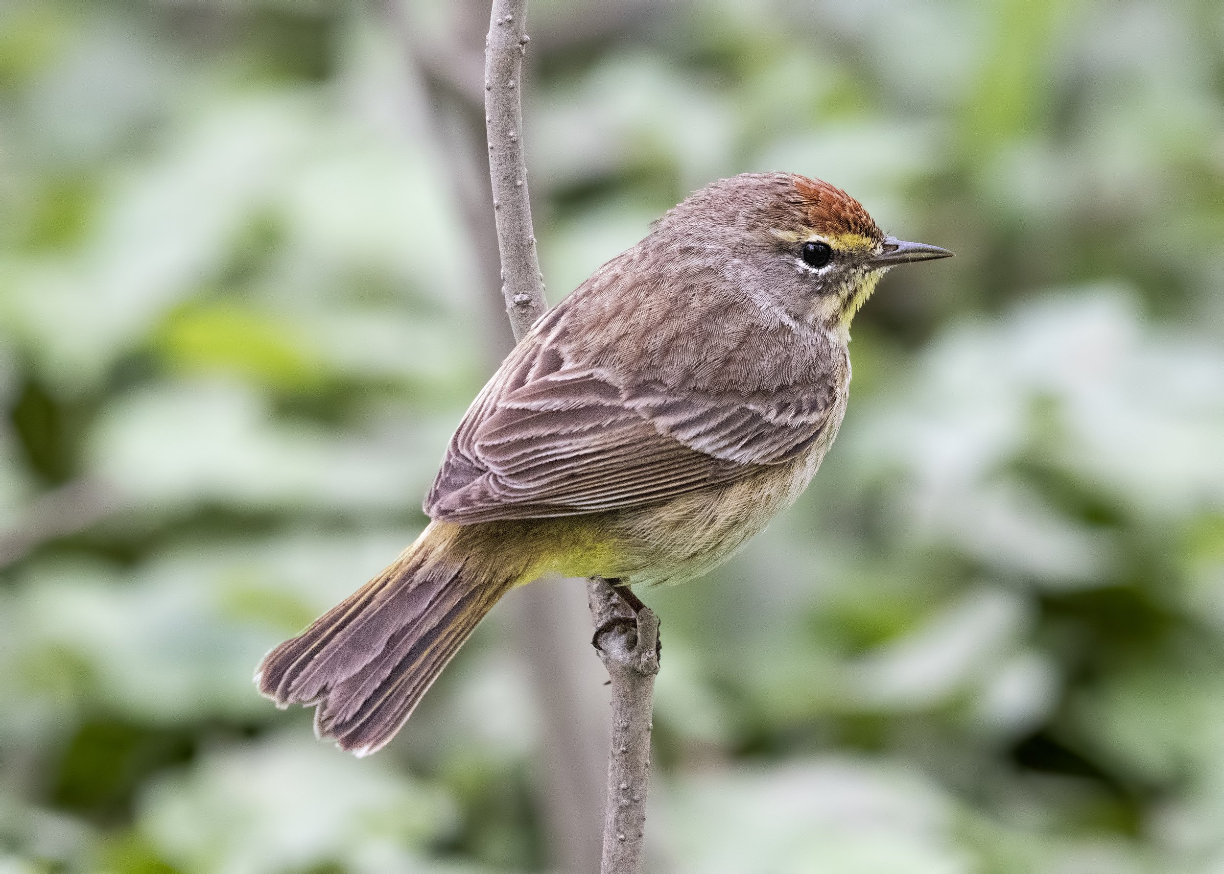 Marian Byrnes - Birds &amp; Botany